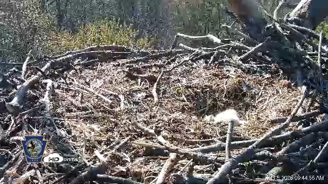 Snapshot of Hanover Eagles Live Cam taken Apr 15, 2026, 9:45am EDT