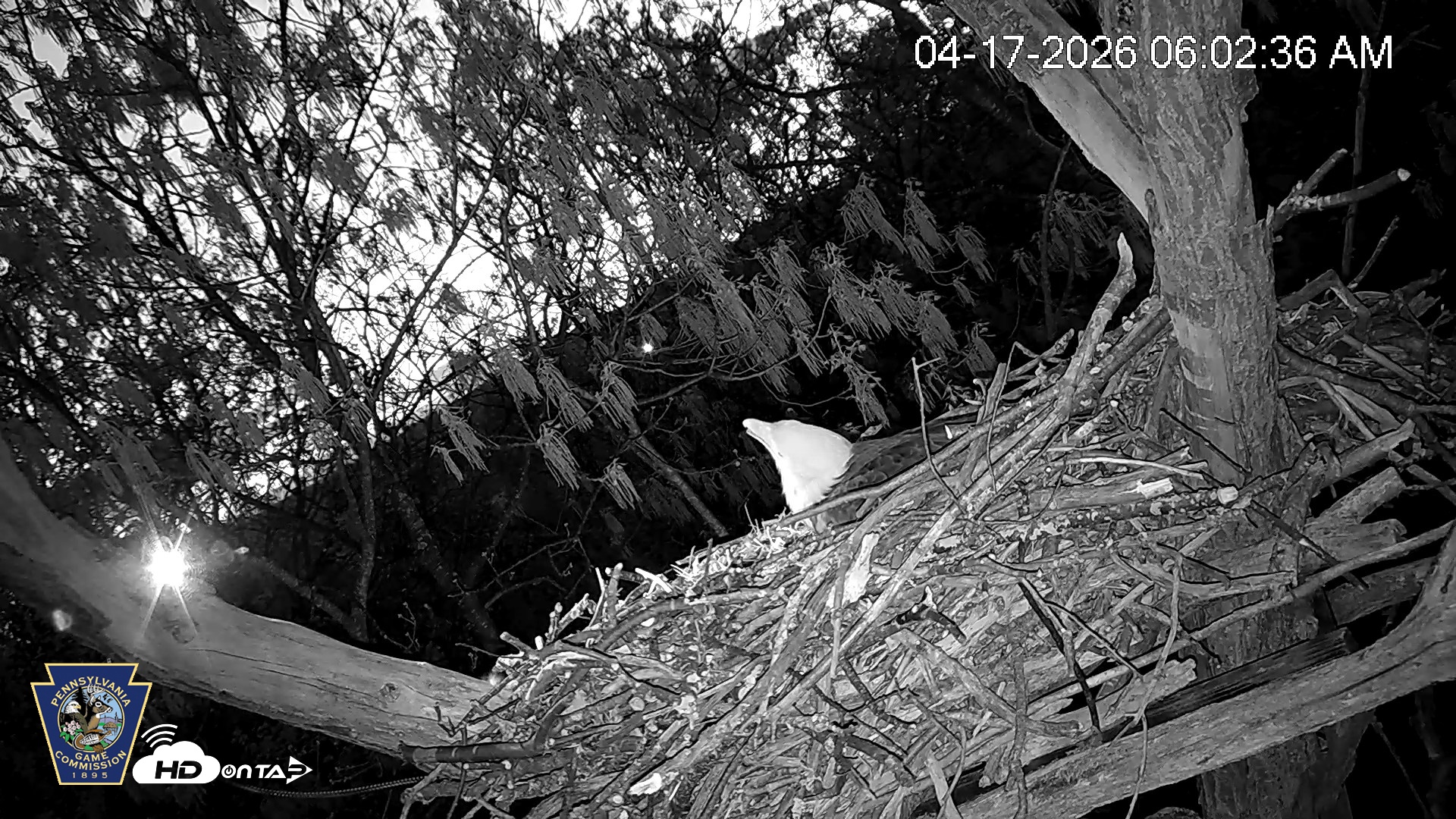 Snapshot of Hanover Eagles Live Cam taken Apr 17, 2026, 6:03am EDT