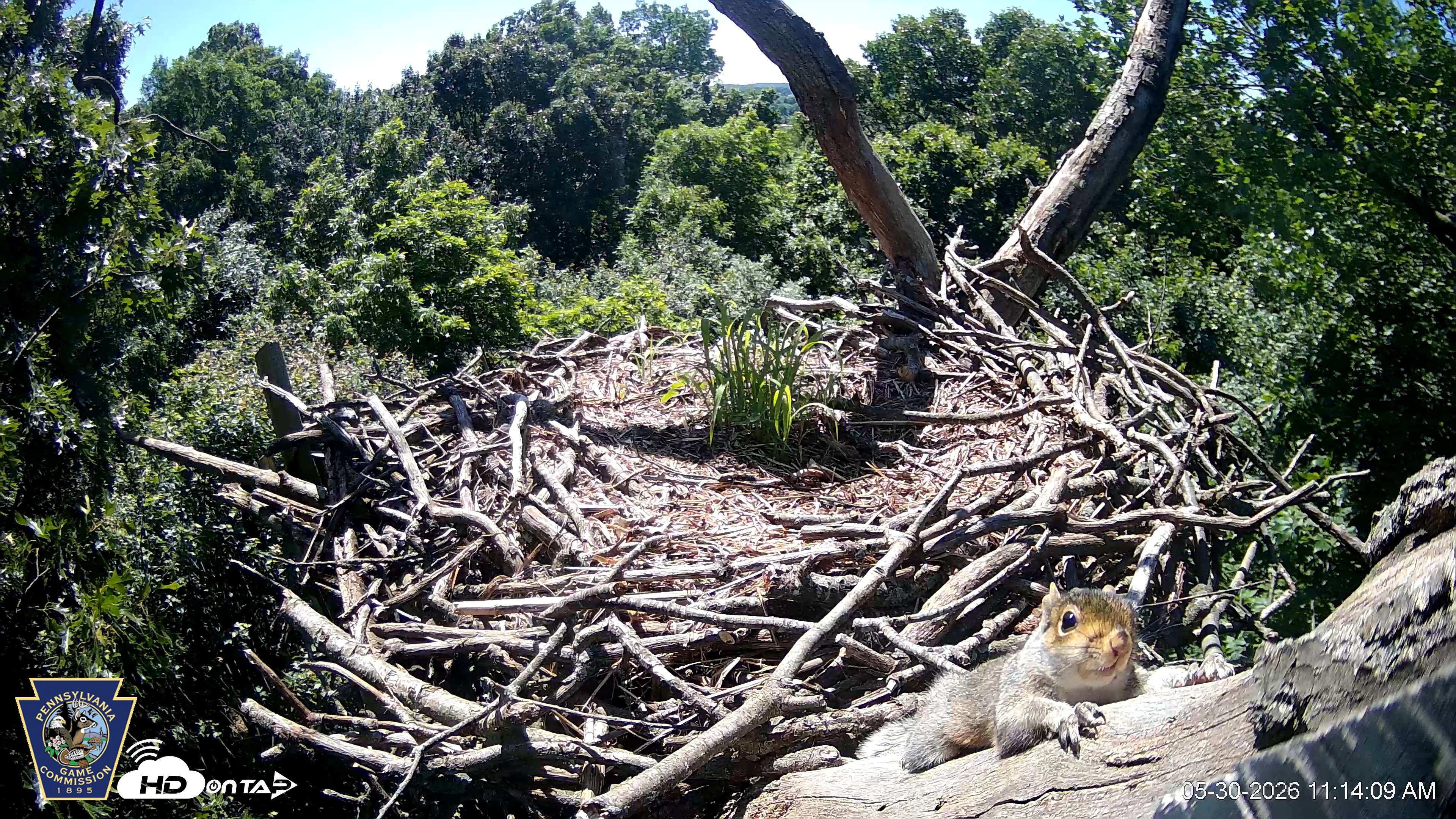 Snapshot of Hanover Eagles Live Cam taken May 30, 2026, 11:14am EDT