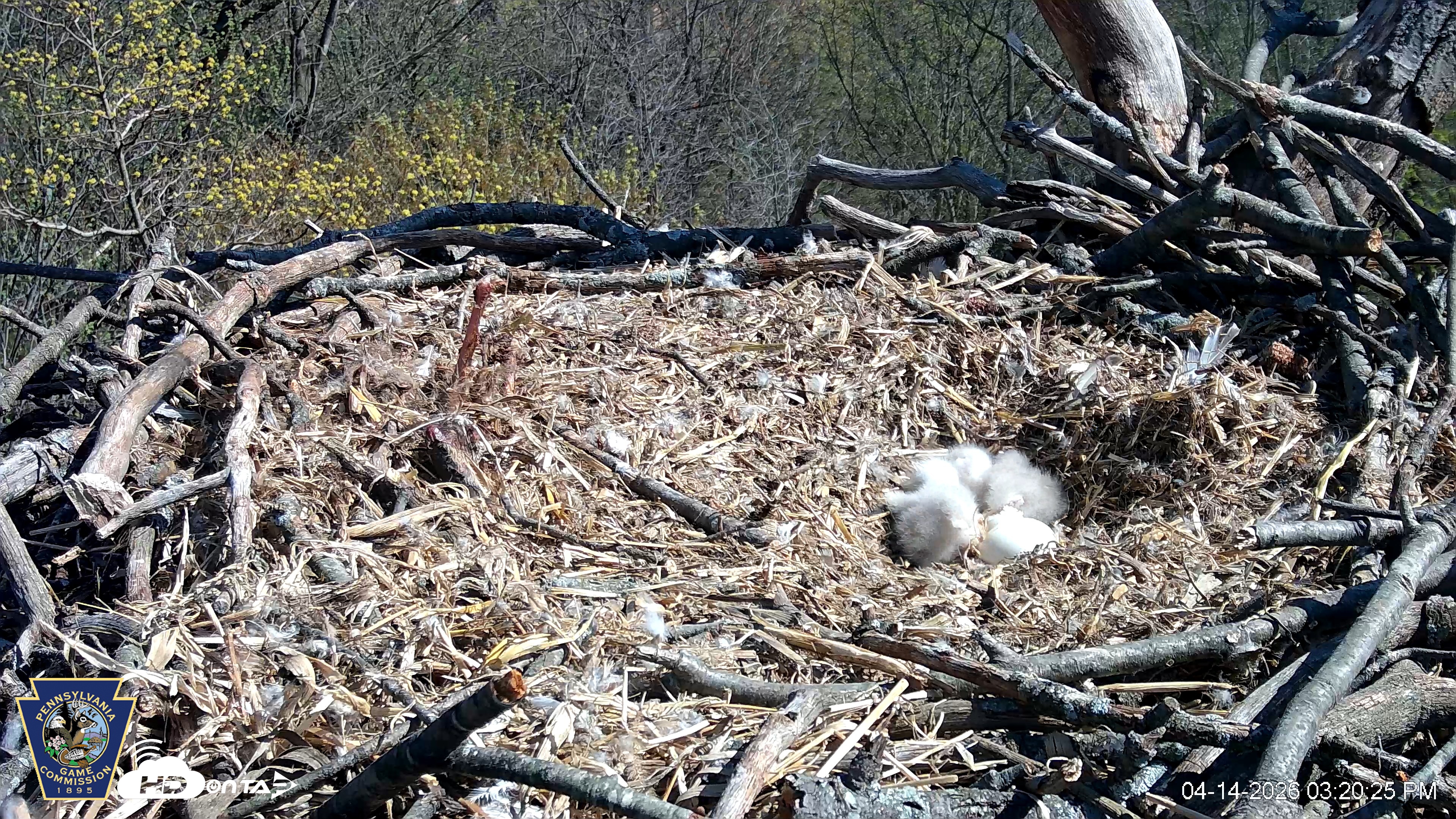 Snapshot of Hanover Eagles Live Cam taken Apr 14, 2026, 3:20pm EDT