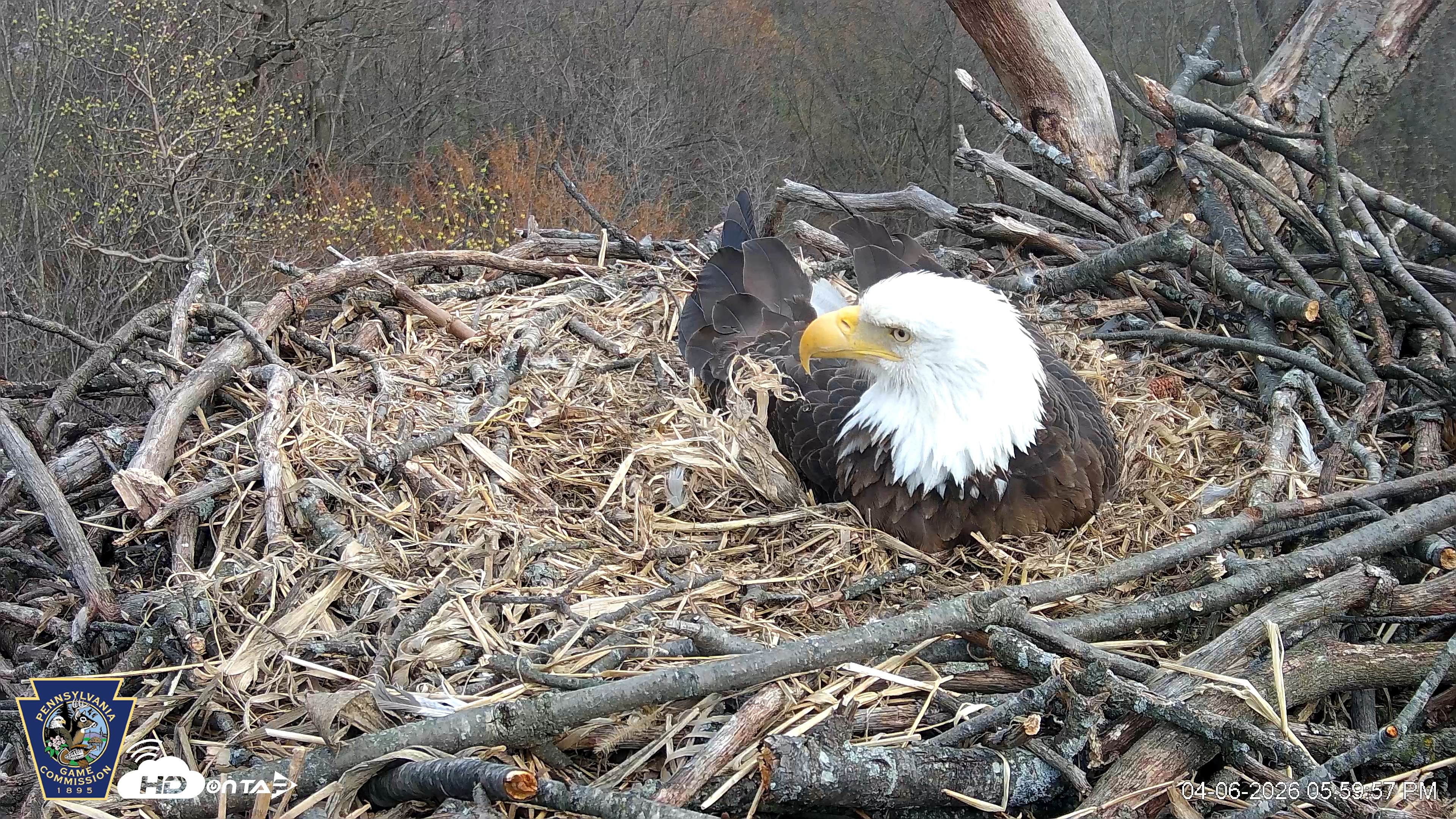 Snapshot of Hanover Eagles Live Cam taken Apr 6, 2026, 6:00pm EDT