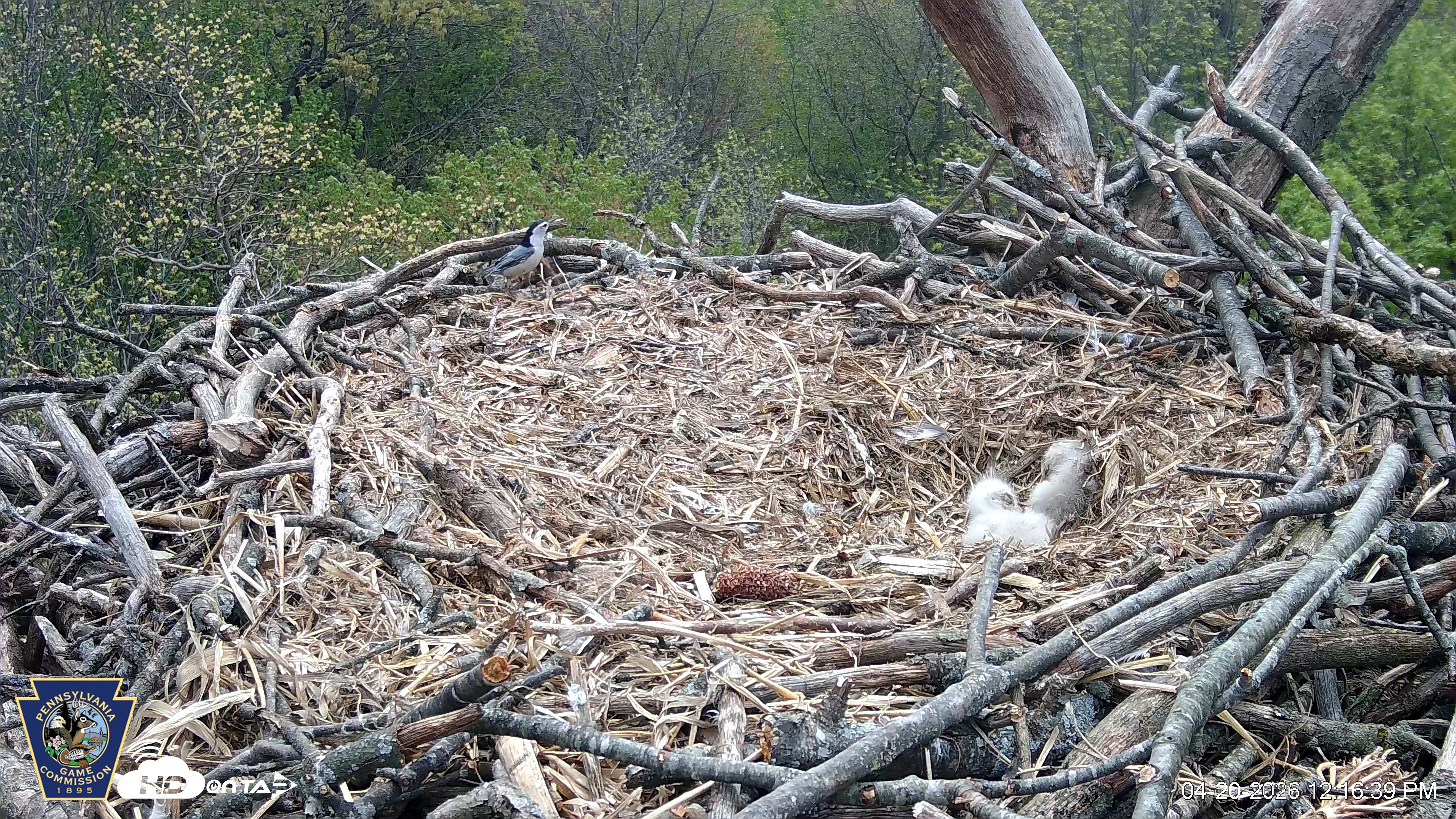 Snapshot of Hanover Eagles Live Cam taken Apr 20, 2026, 12:16pm EDT