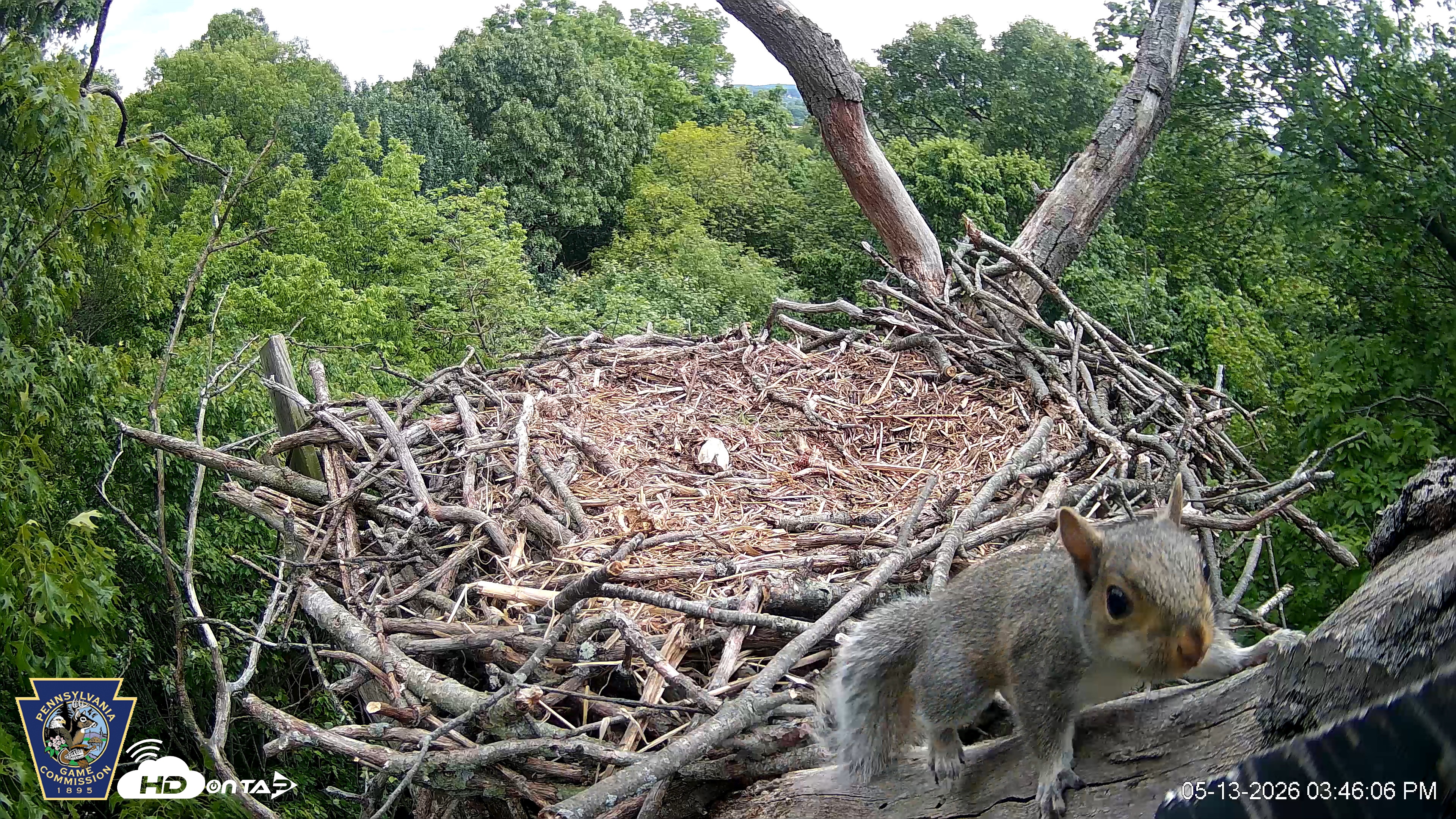 Snapshot of Hanover Eagles Live Cam taken May 13, 2026, 3:46pm EDT