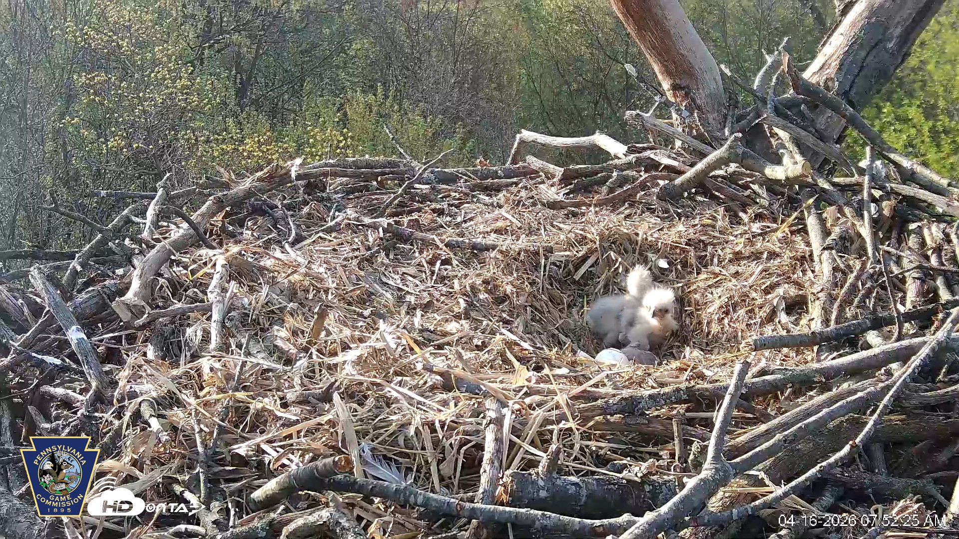 Snapshot of Hanover Eagles Live Cam taken Apr 16, 2026, 7:52am EDT