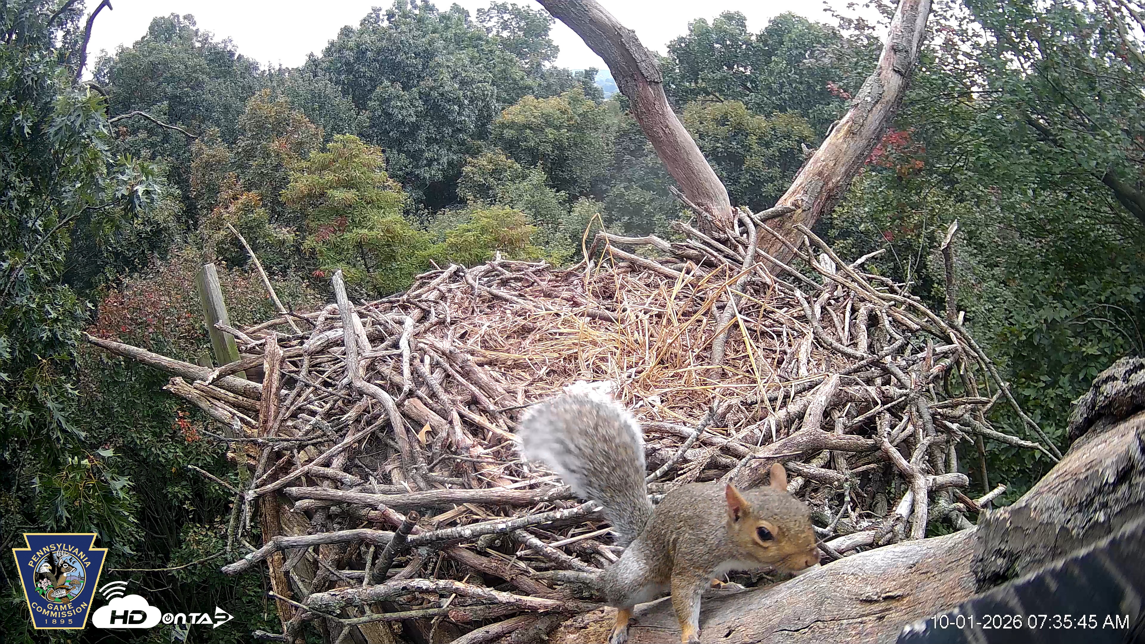 Snapshot of Hanover Eagles Live Cam taken Oct 1, 2026, 7:35am EDT