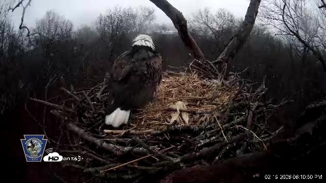 Snapshot of Hanover Eagles Live Cam taken Feb 19, 2026, 6:12pm EST