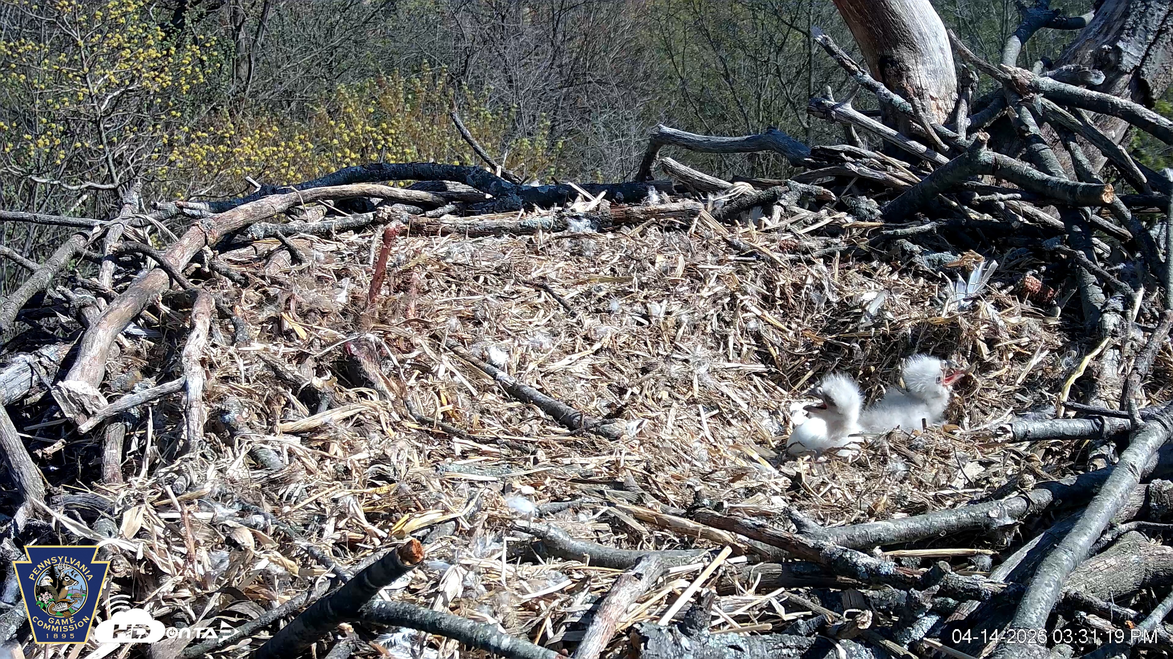 Snapshot of Hanover Eagles Live Cam taken Apr 14, 2026, 3:31pm EDT