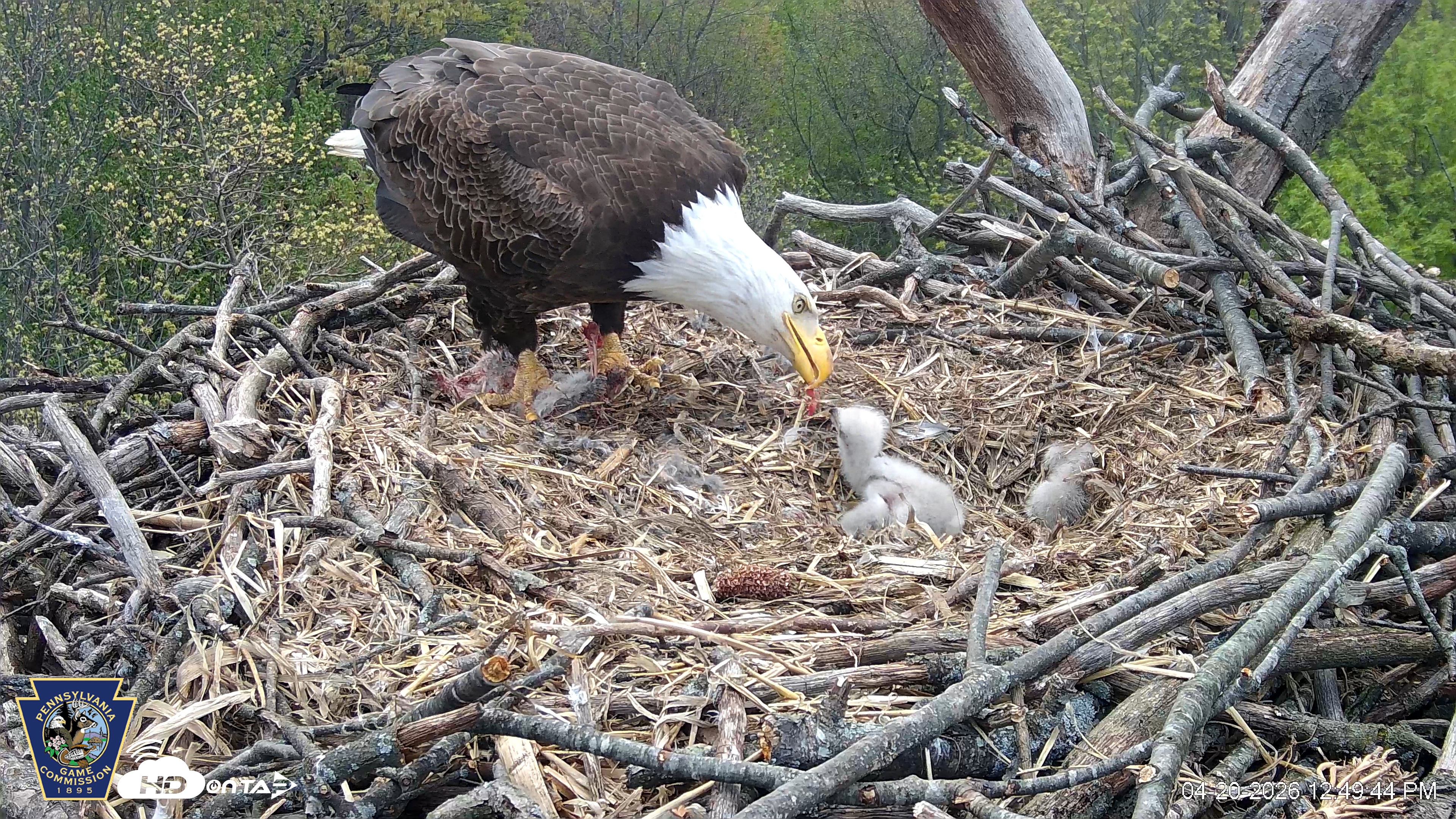 Snapshot of Hanover Eagles Live Cam taken Apr 20, 2026, 12:50pm EDT