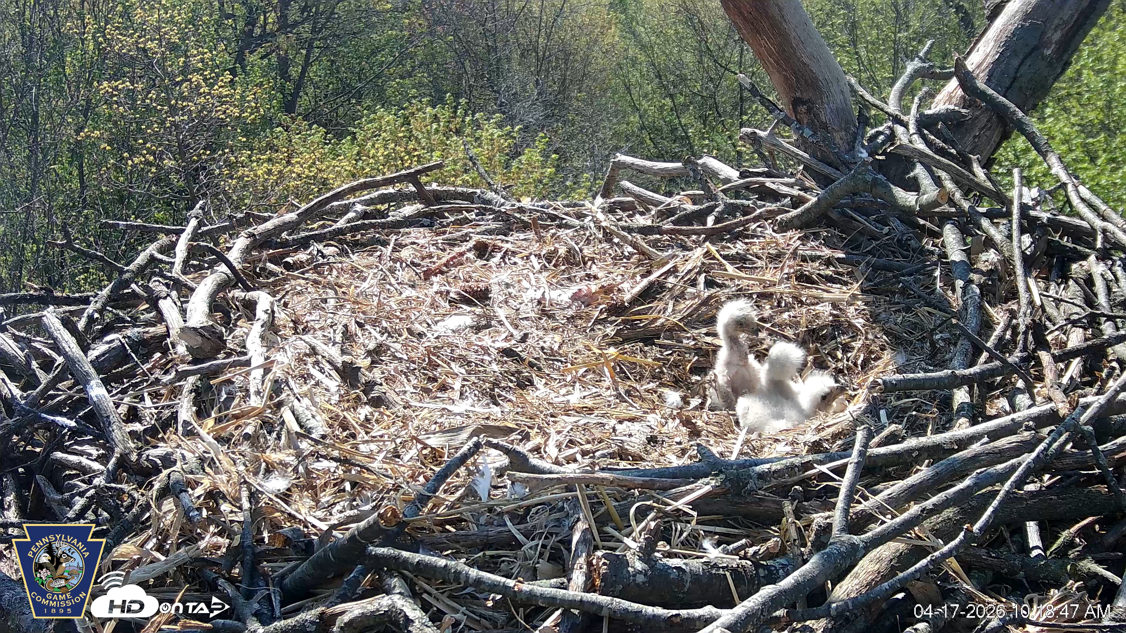 Snapshot of Hanover Eagles Live Cam taken Apr 17, 2026, 10:19am EDT