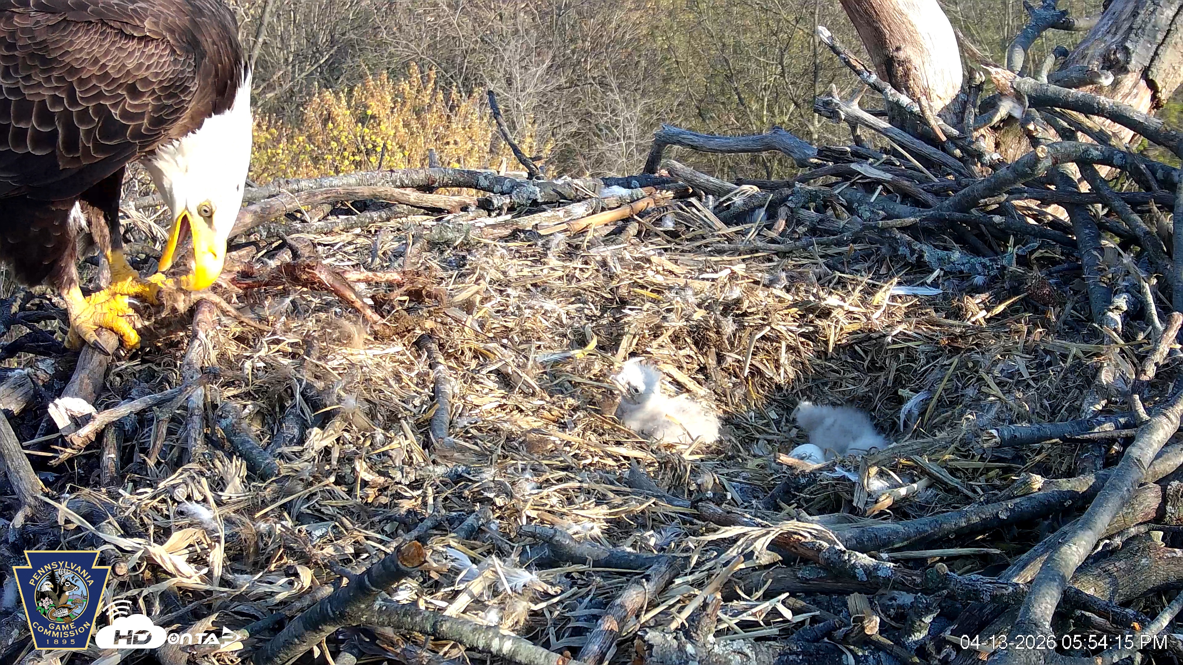 Snapshot of Hanover Eagles Live Cam taken Apr 13, 2026, 5:54pm EDT