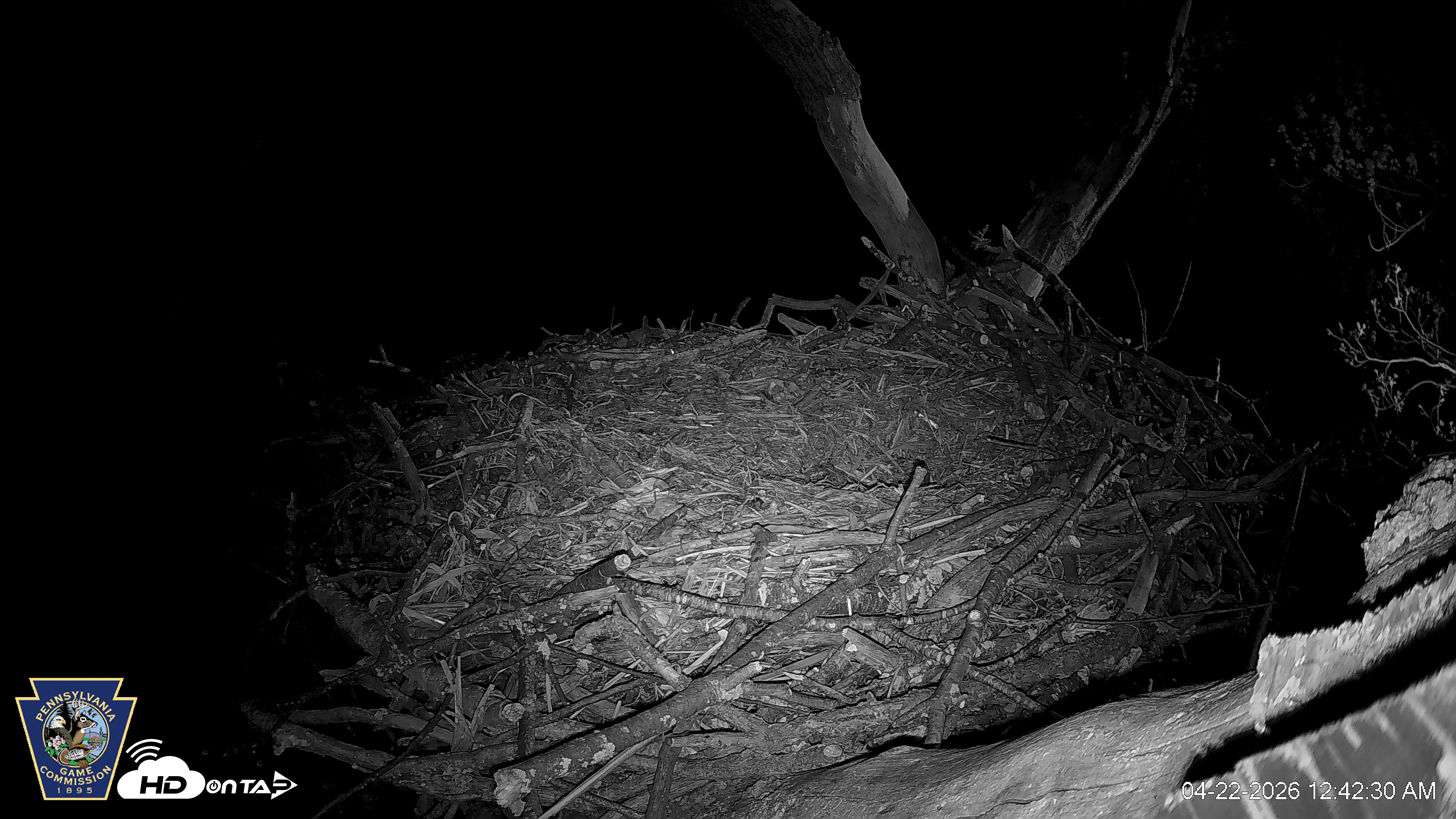 Snapshot of Hanover Eagles Live Cam taken Apr 22, 2026, 12:43am EDT