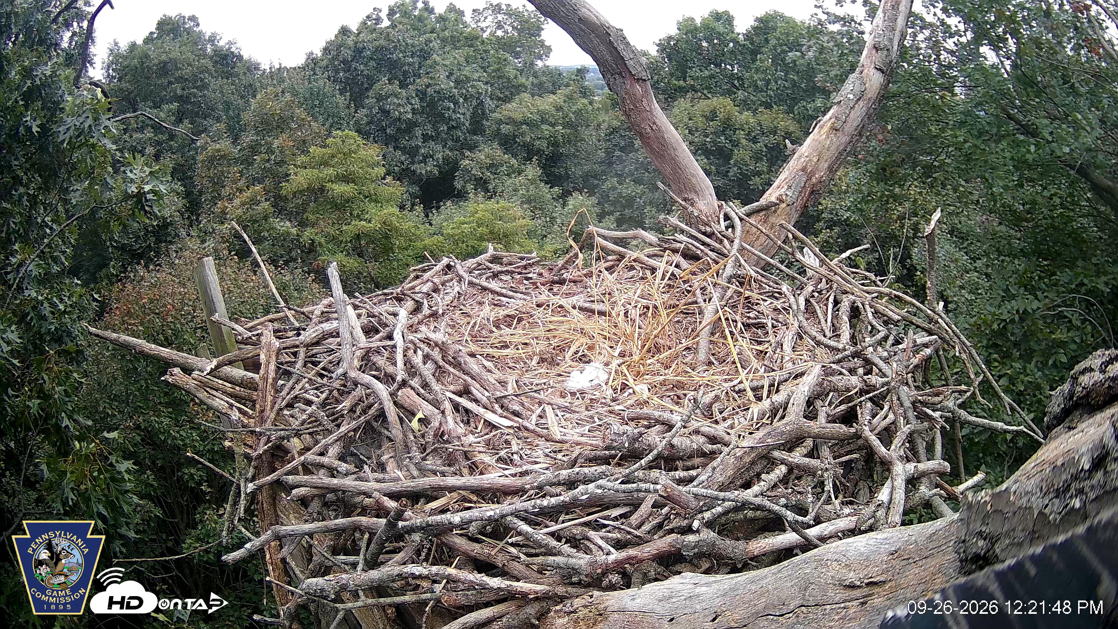 Snapshot of Hanover Eagles Live Cam taken Sep 26, 2026, 12:21pm EDT