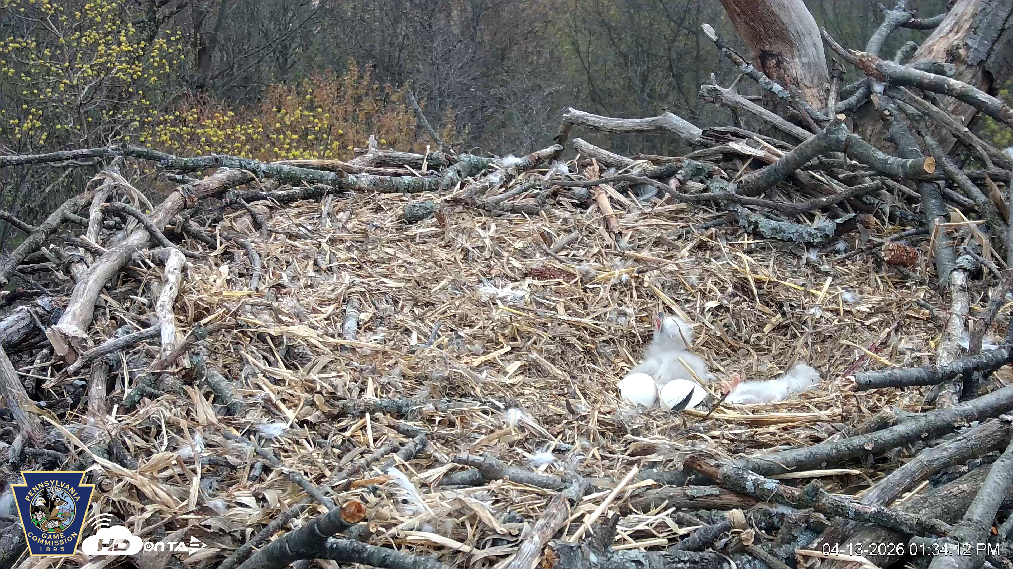 Snapshot of Hanover Eagles Live Cam taken Apr 13, 2026, 1:34pm EDT