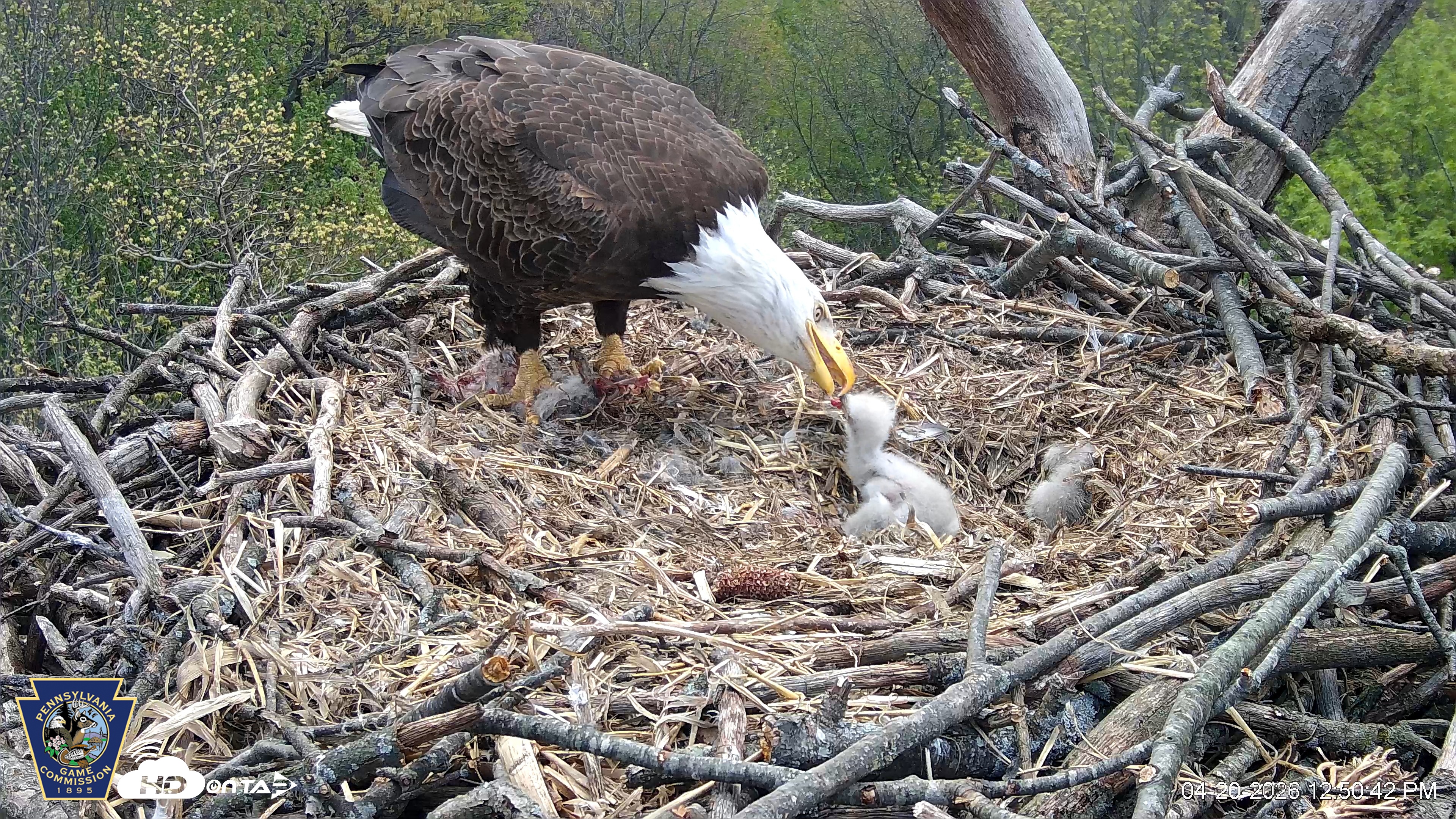 Snapshot of Hanover Eagles Live Cam taken Apr 20, 2026, 12:51pm EDT