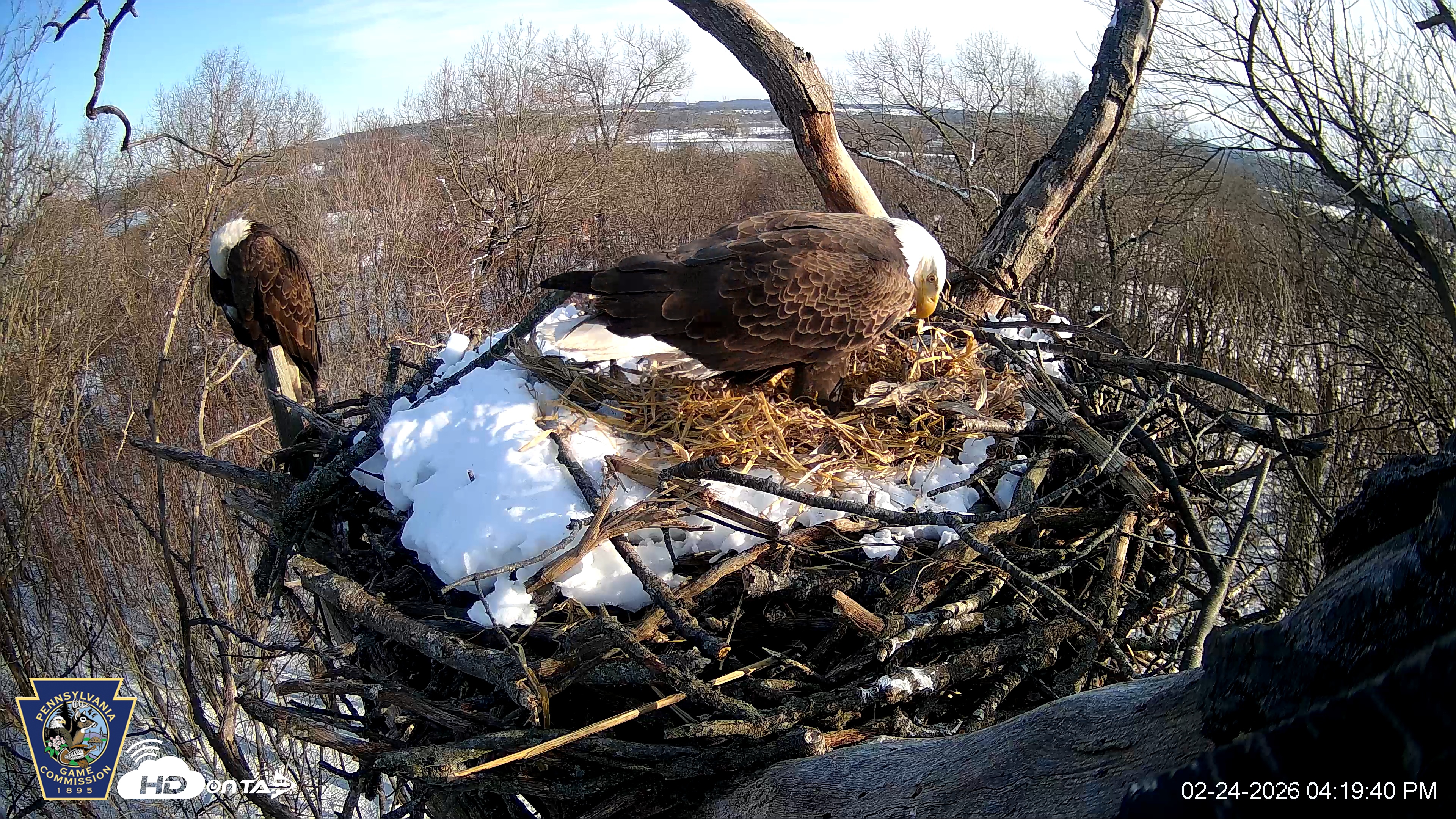 Snapshot of Hanover Eagles Live Cam taken Feb 24, 2026, 4:20pm EST
