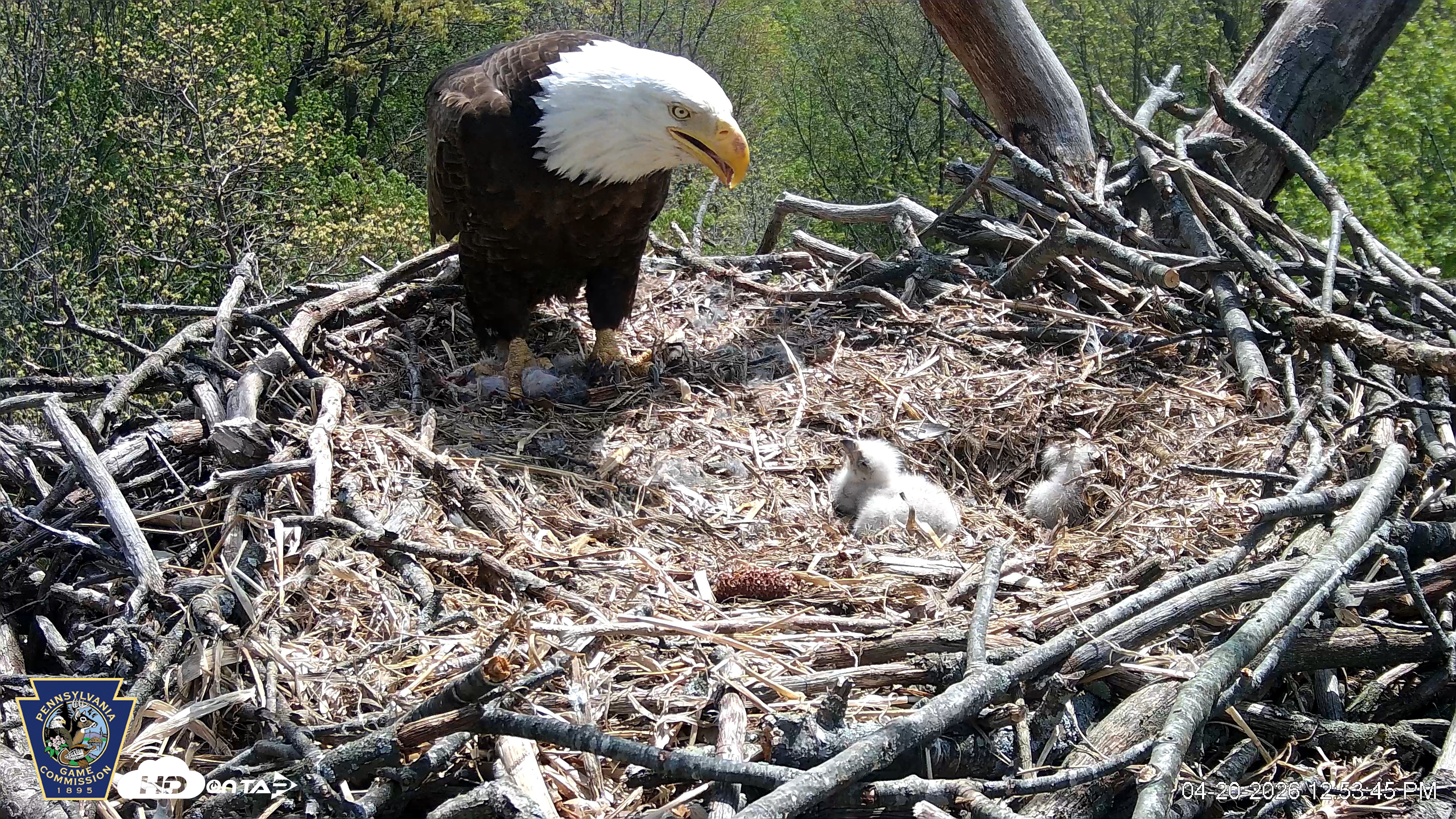 Snapshot of Hanover Eagles Live Cam taken Apr 20, 2026, 12:54pm EDT