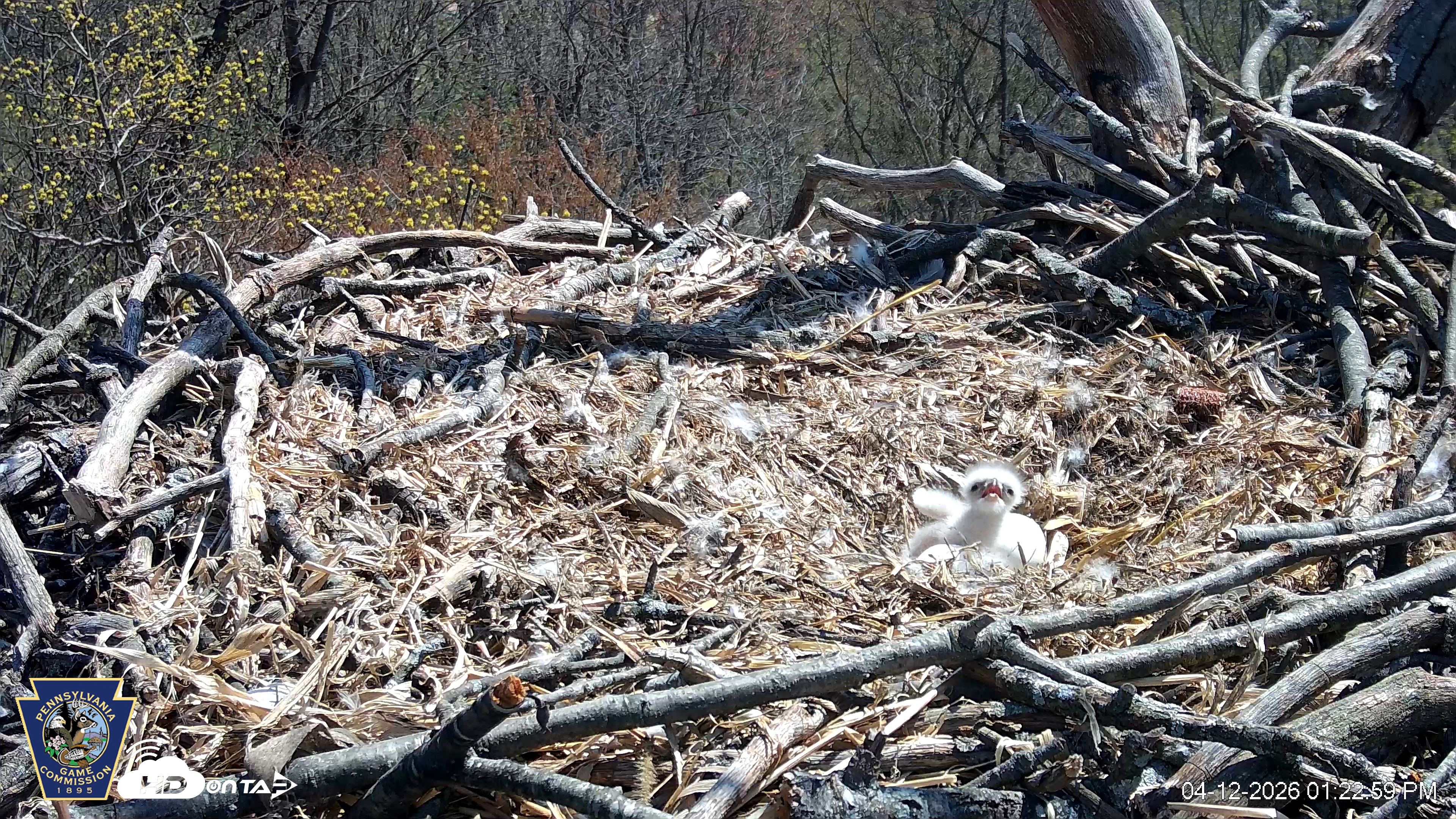 Snapshot of Hanover Eagles Live Cam taken Apr 12, 2026, 1:23pm EDT