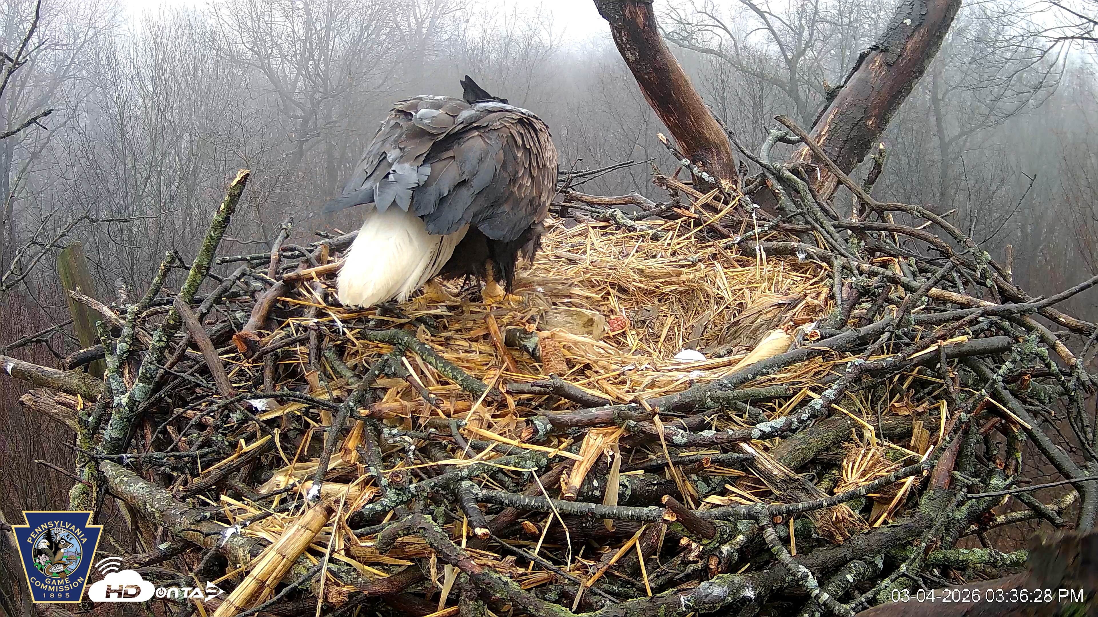 Snapshot of Hanover Eagles Live Cam taken Mar 4, 2026, 3:37pm EST