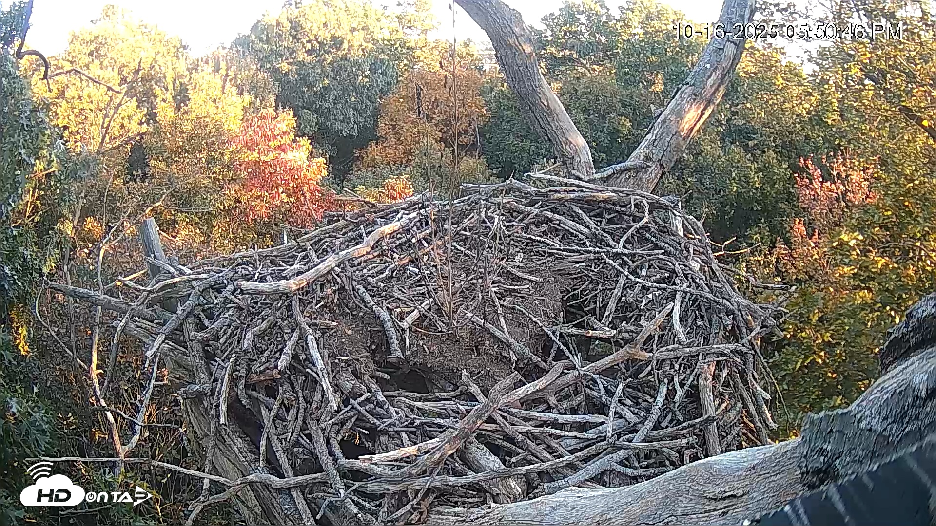 Snapshot of Hanover Eagles Live Cam taken Oct 16, 2025, 5:52pm EDT