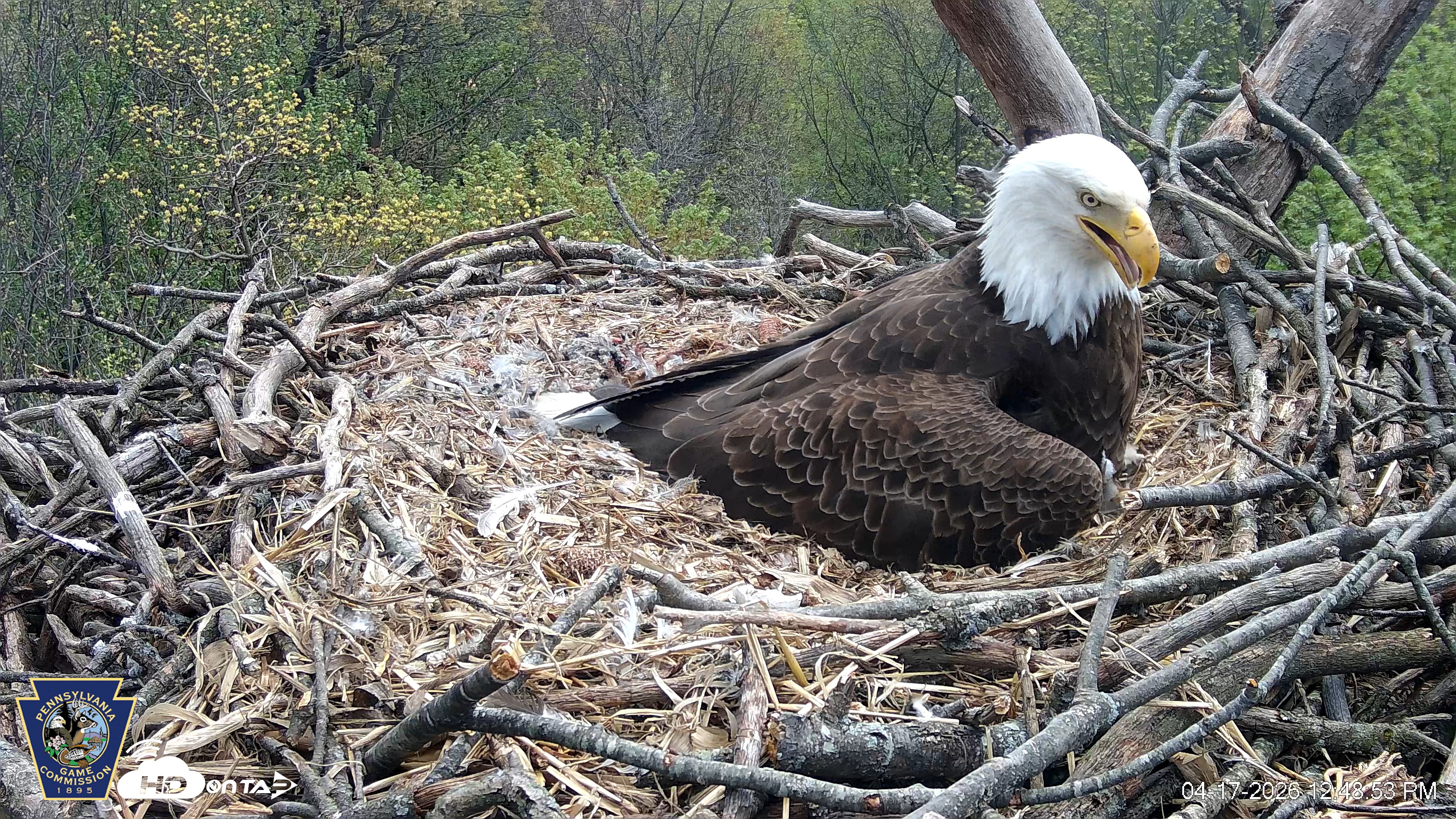 Snapshot of Hanover Eagles Live Cam taken Apr 17, 2026, 12:49pm EDT