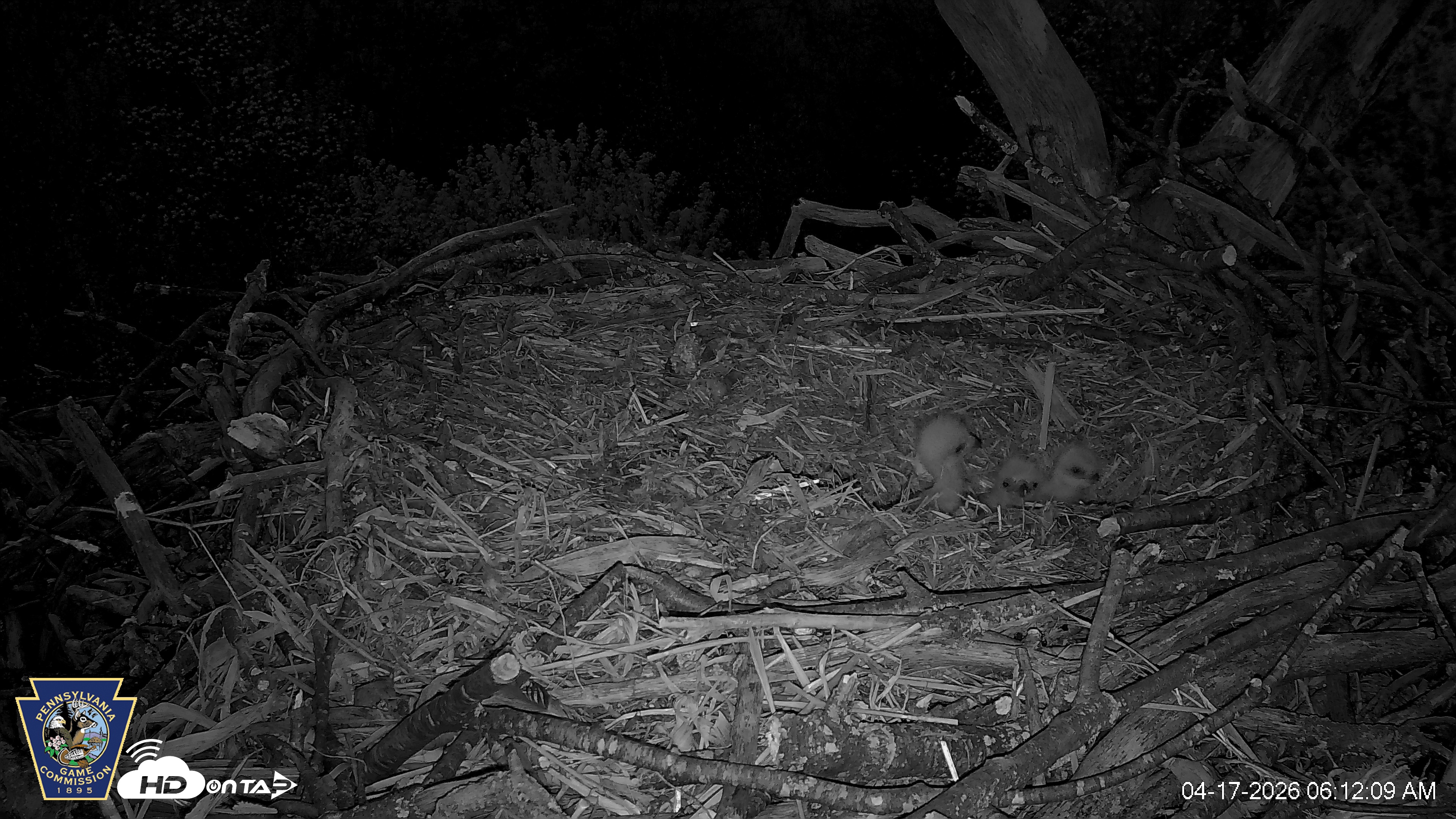 Snapshot of Hanover Eagles Live Cam taken Apr 17, 2026, 6:12am EDT