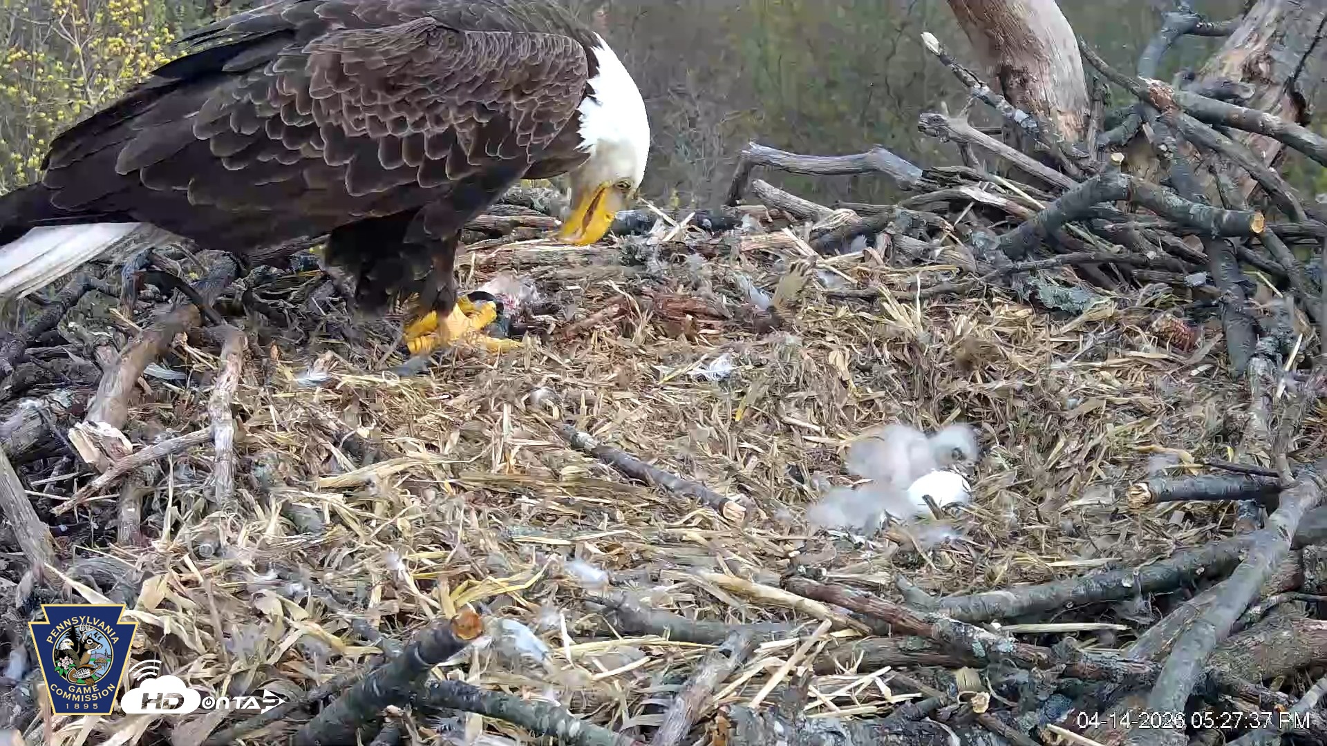 Snapshot of Hanover Eagles Live Cam taken Apr 14, 2026, 5:28pm EDT
