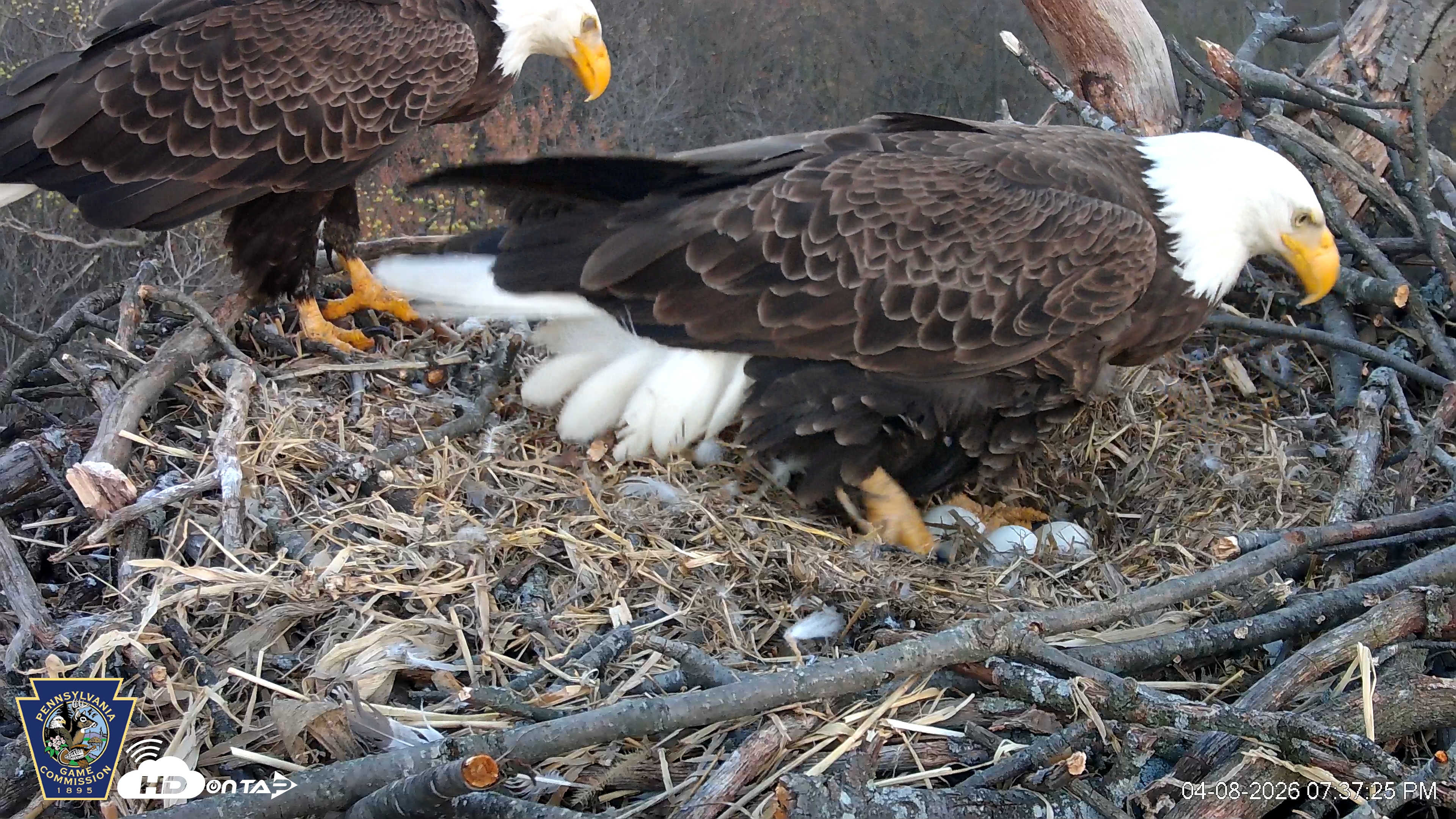 Snapshot of Hanover Eagles Live Cam taken Apr 8, 2026, 7:37pm EDT
