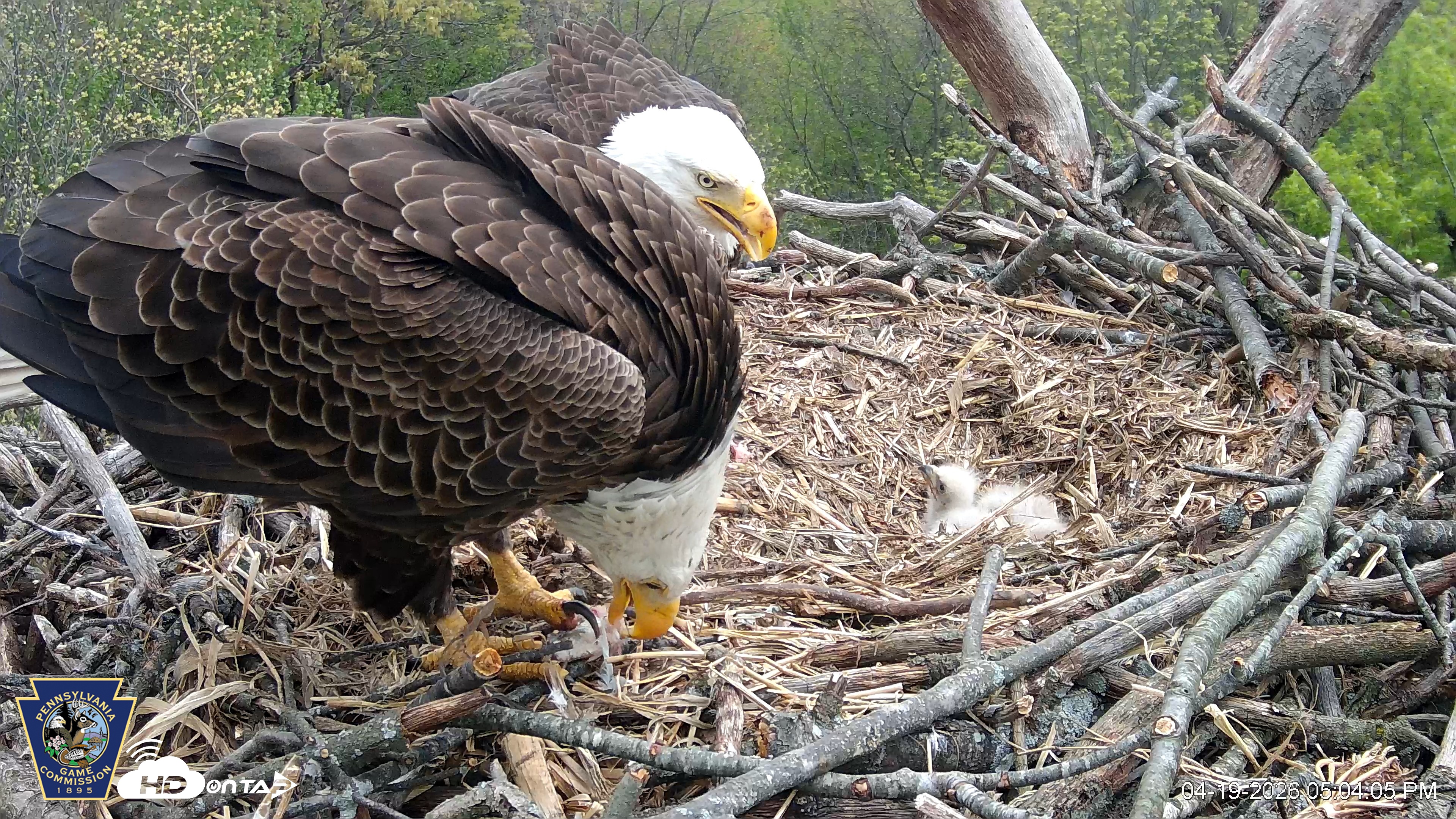Snapshot of Hanover Eagles Live Cam taken Apr 19, 2026, 5:04pm EDT
