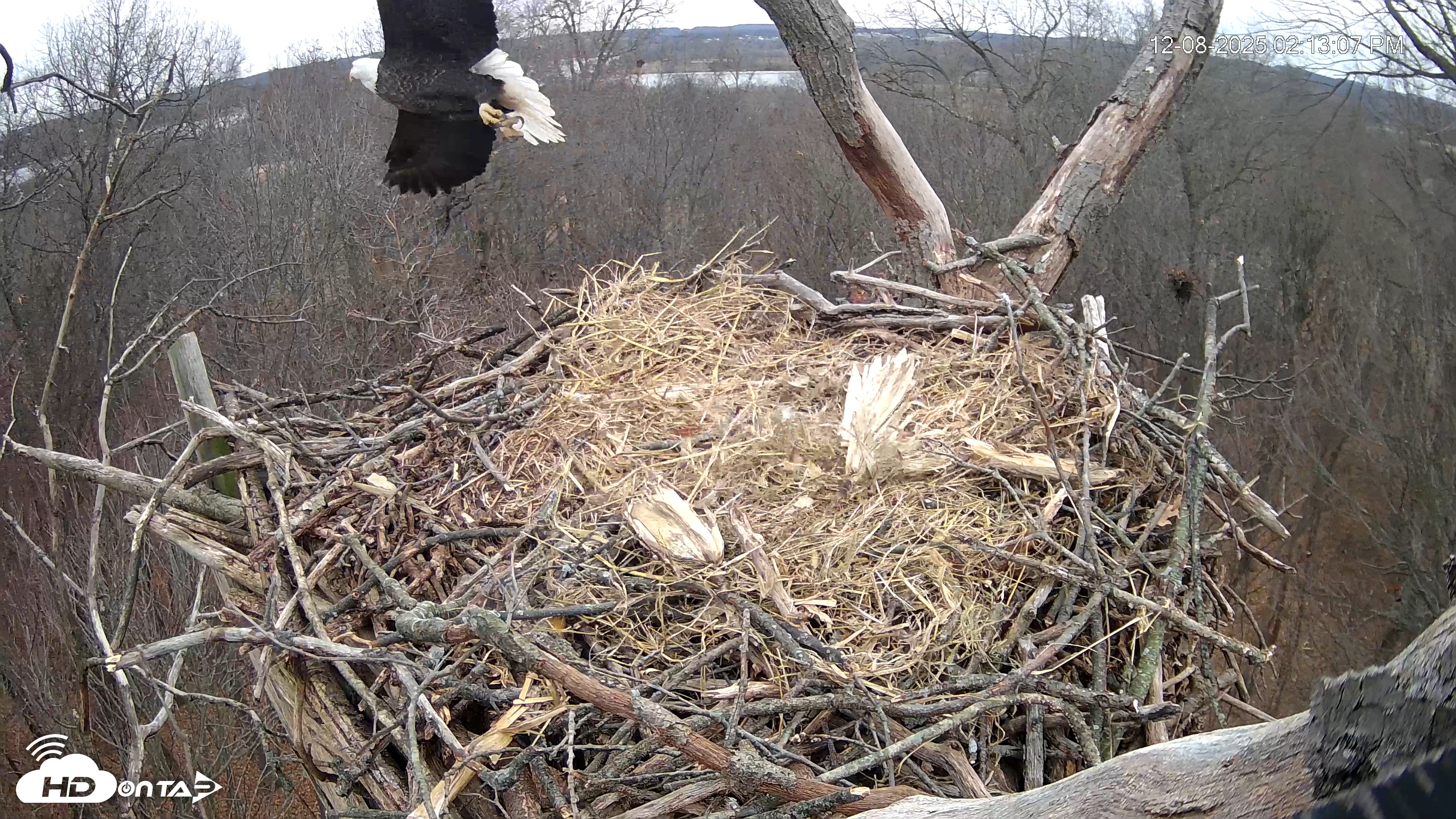 Snapshot of Hanover Eagles Live Cam taken Dec 8, 2025, 2:13pm EST