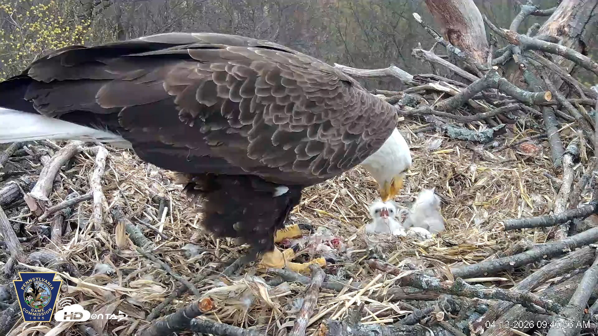 Snapshot of Hanover Eagles Live Cam taken Apr 13, 2026, 9:41am EDT