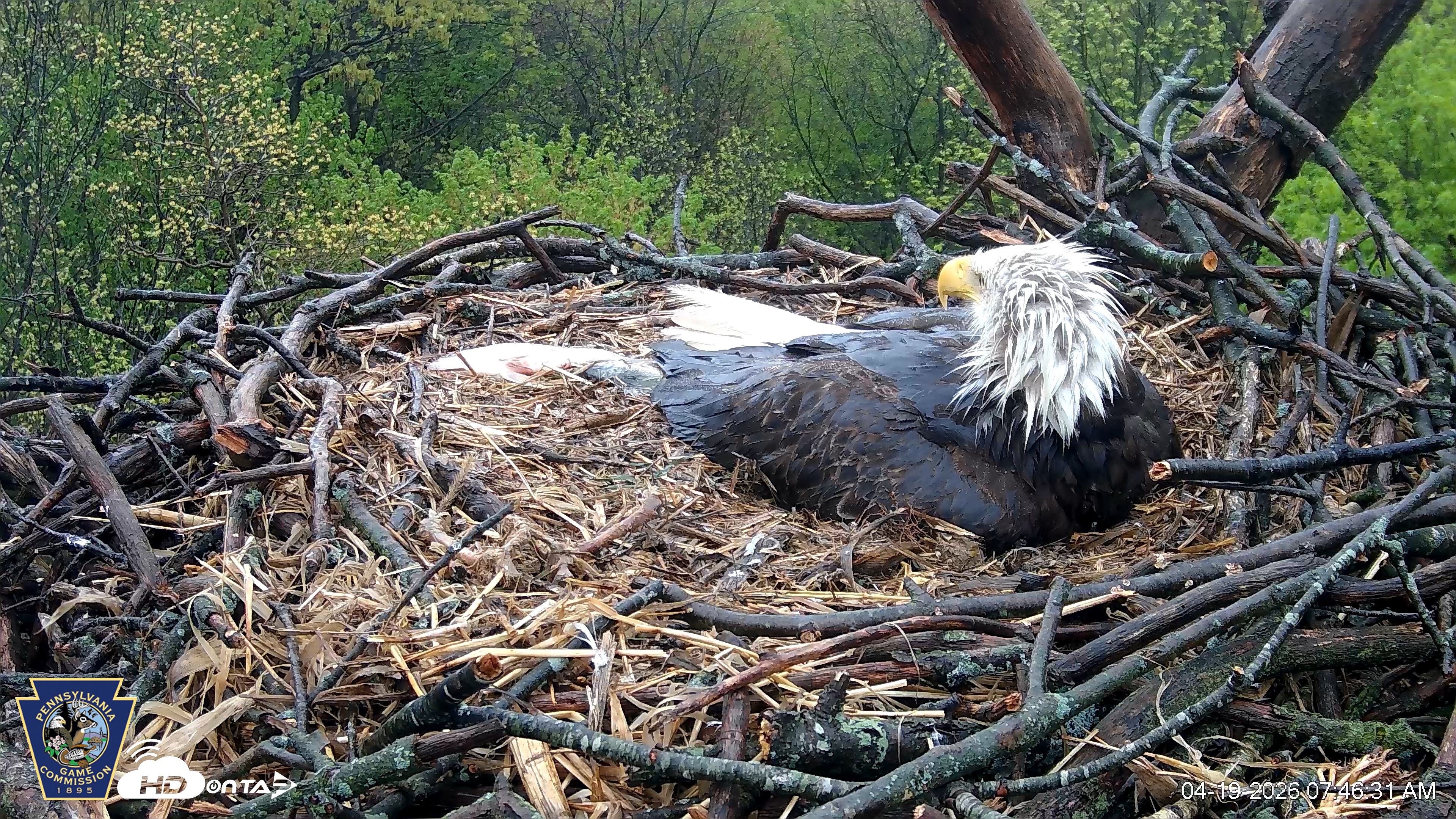 Snapshot of Hanover Eagles Live Cam taken Apr 19, 2026, 7:46am EDT