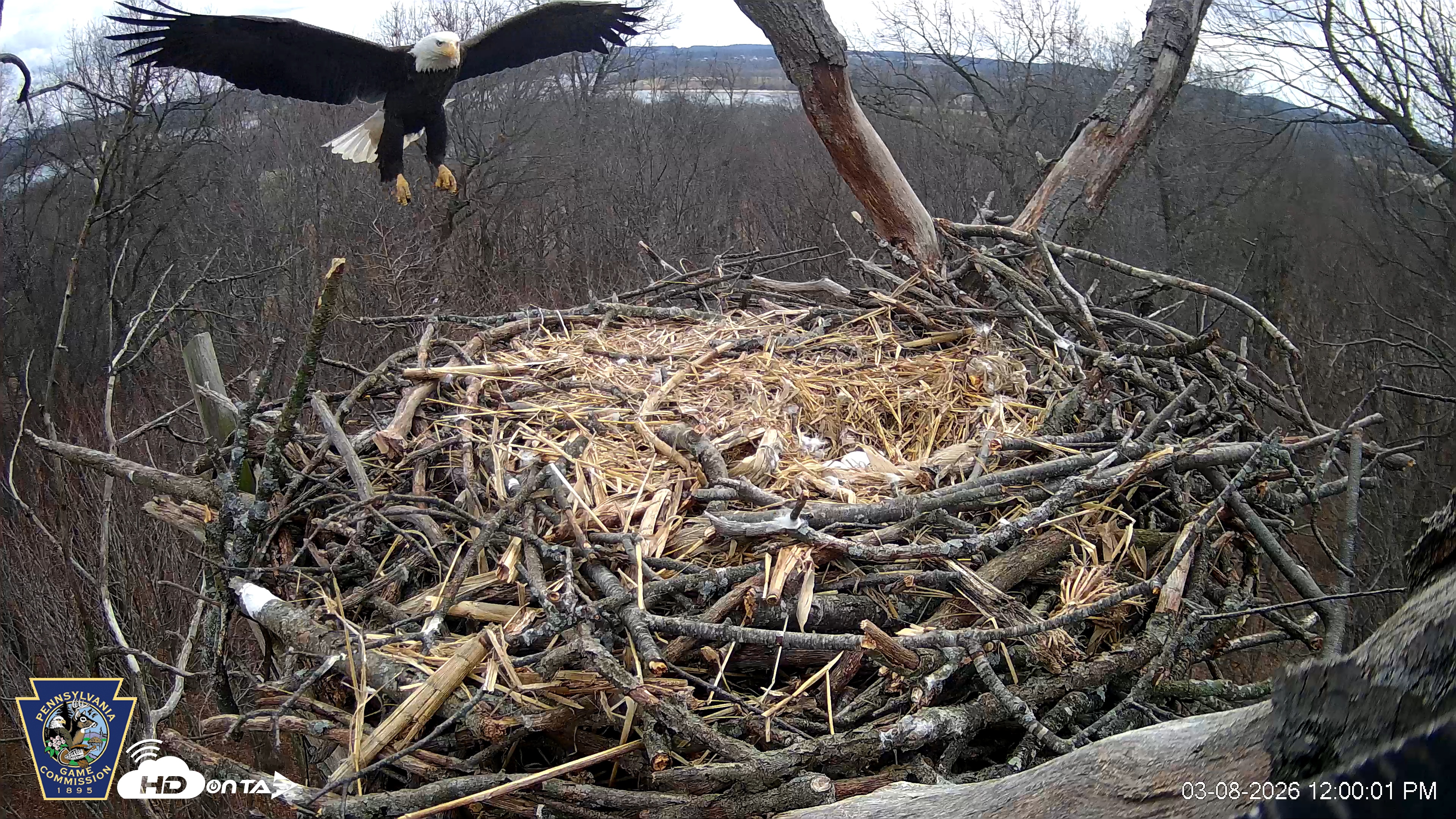 Snapshot of Hanover Eagles Live Cam taken Mar 8, 2026, 1:00pm EDT