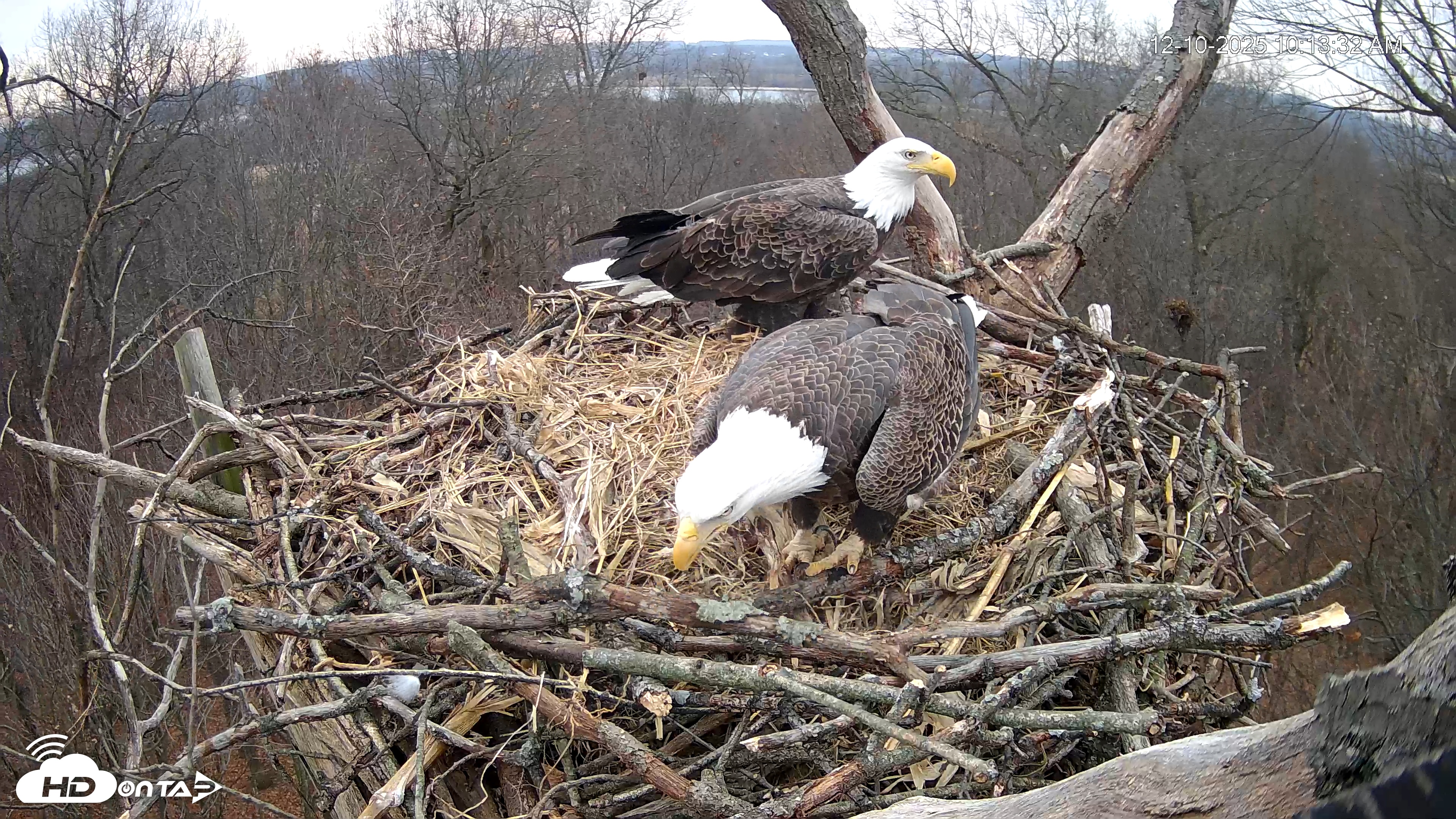 Snapshot of Hanover Eagles Live Cam taken Dec 10, 2025, 10:14am EST