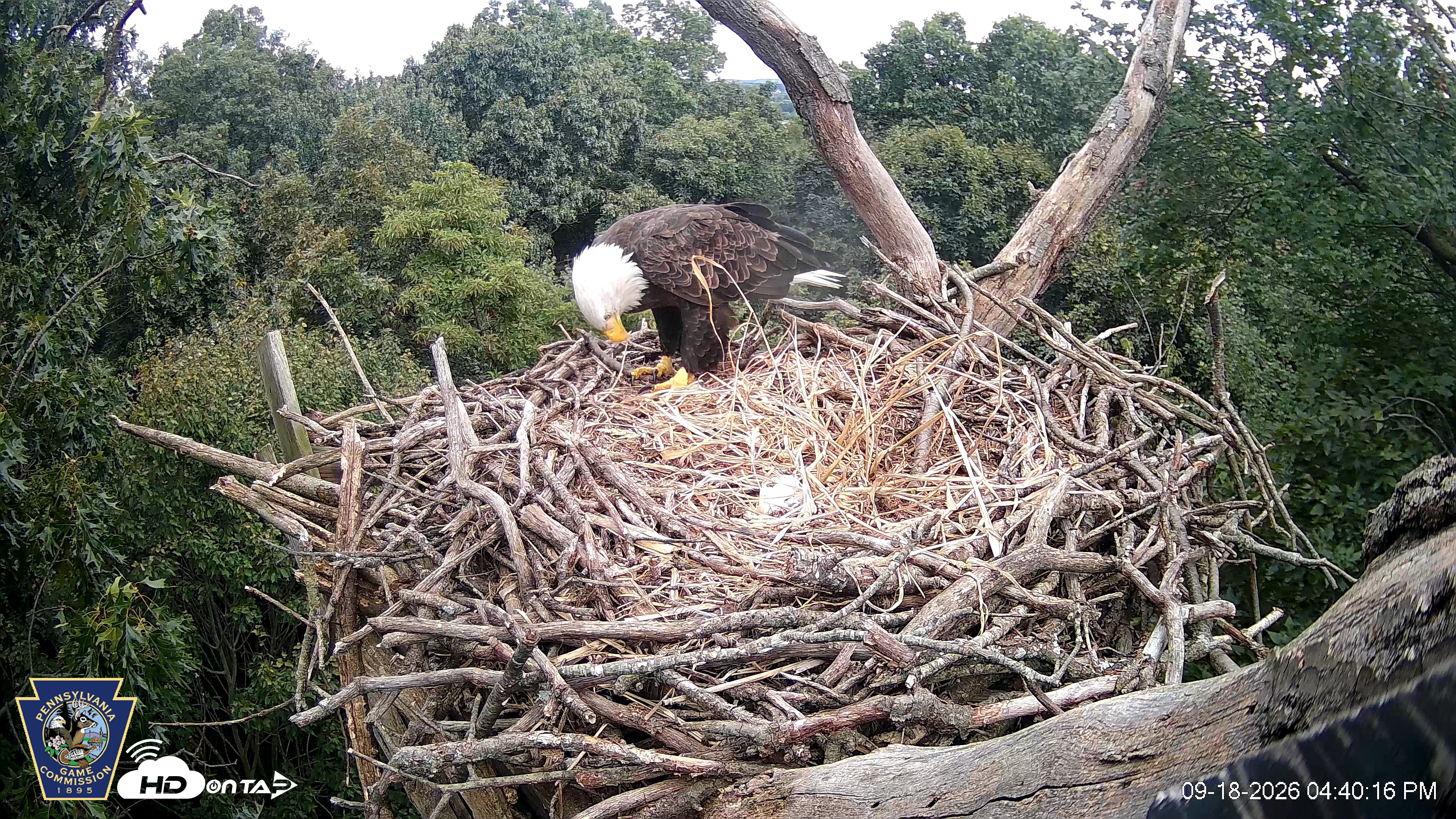 Snapshot of Hanover Eagles Live Cam taken Sep 18, 2026, 4:40pm EDT