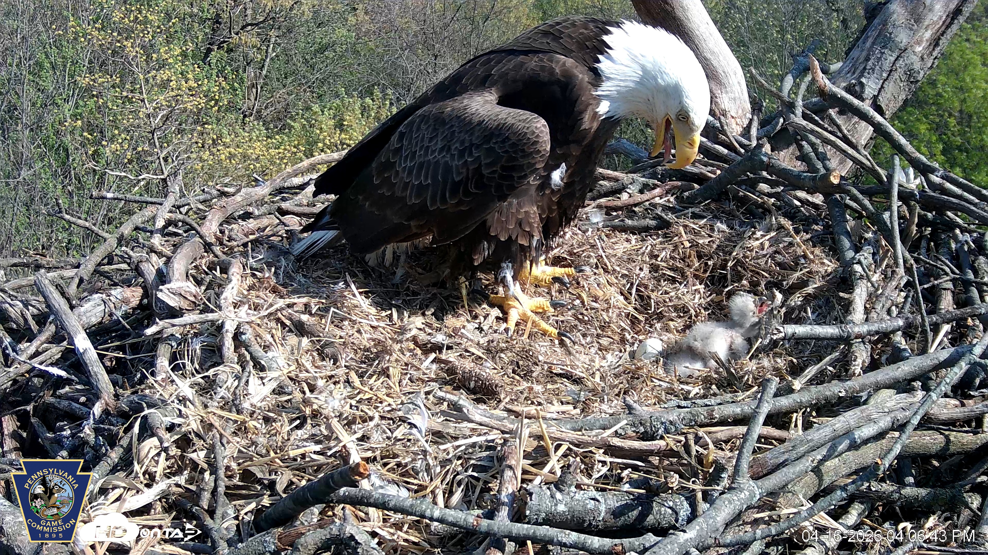 Snapshot of Hanover Eagles Live Cam taken Apr 16, 2026, 4:07pm EDT