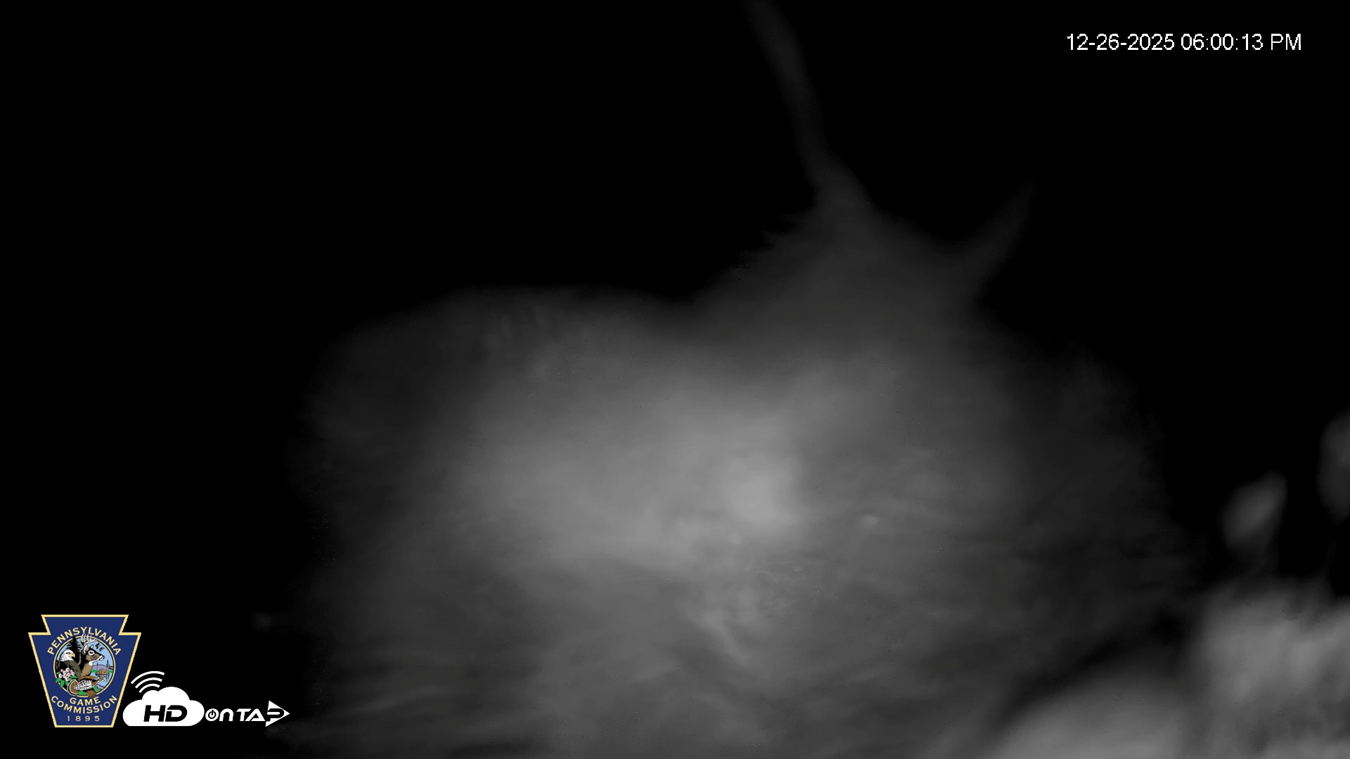 Snapshot of Hanover Eagles Live Cam taken Dec 26, 2025, 6:00pm EST