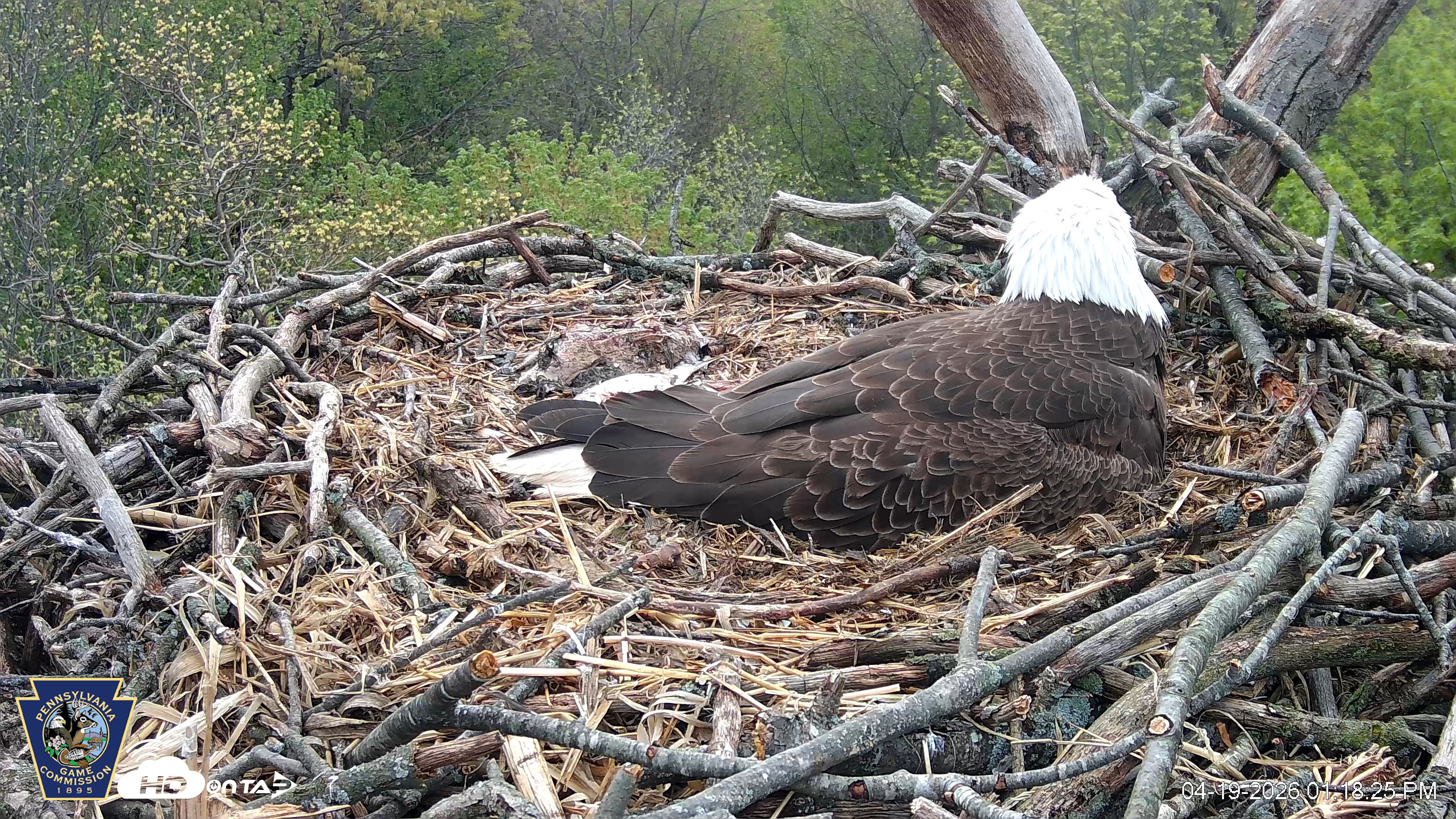 Snapshot of Hanover Eagles Live Cam taken Apr 19, 2026, 1:20pm EDT