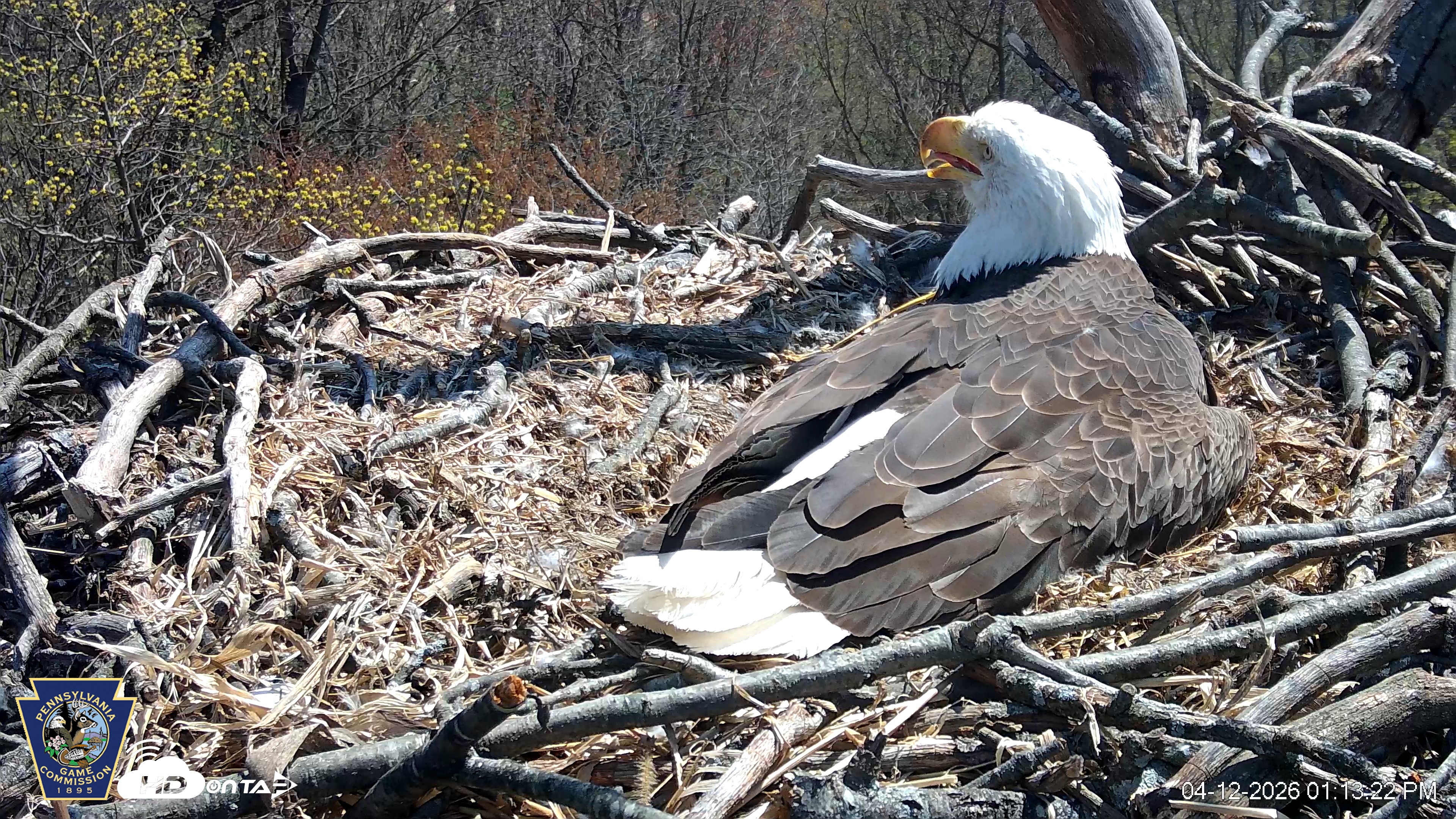 Snapshot of Hanover Eagles Live Cam taken Apr 12, 2026, 1:13pm EDT