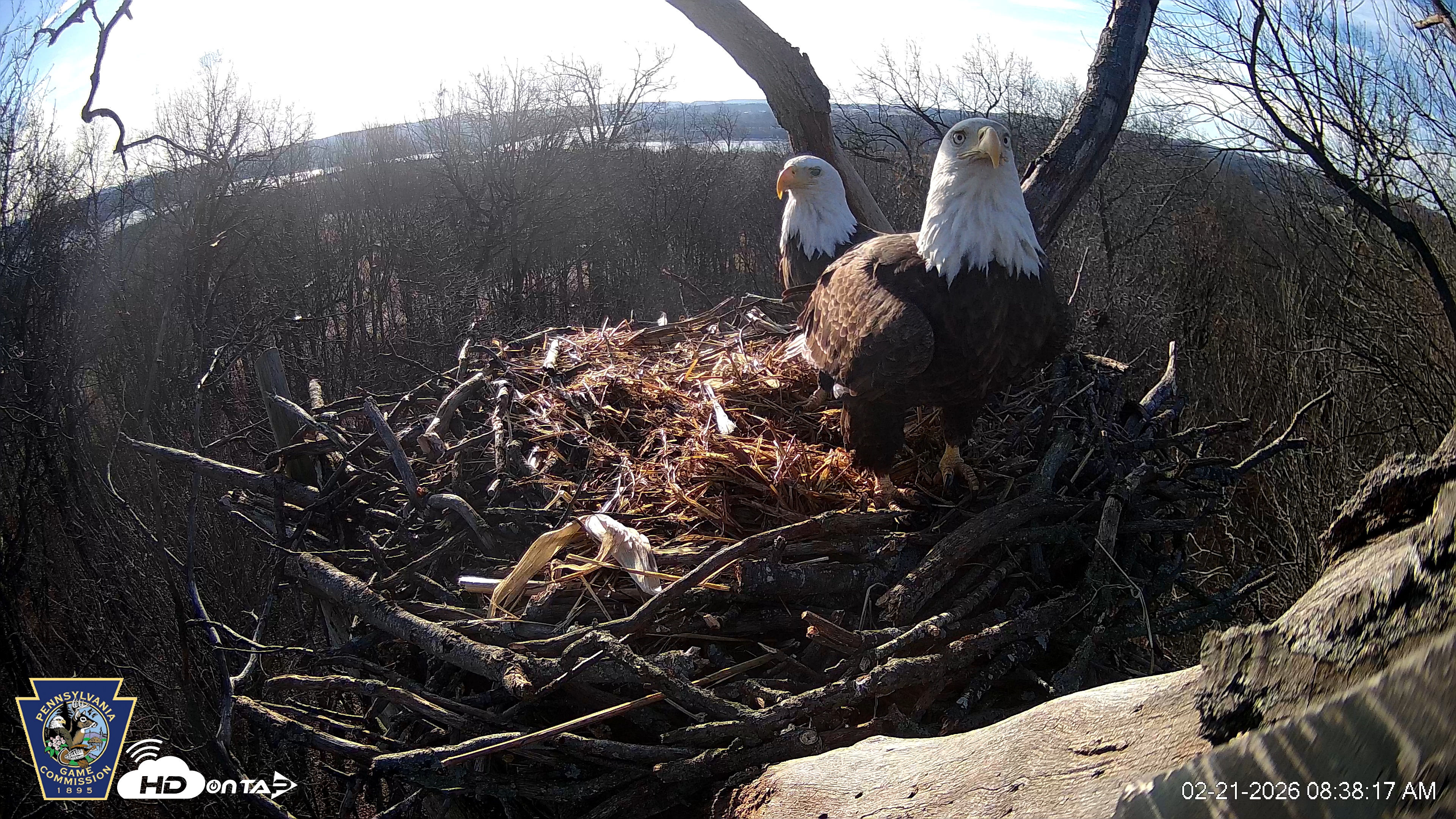 Snapshot of Hanover Eagles Live Cam taken Feb 21, 2026, 8:38am EST
