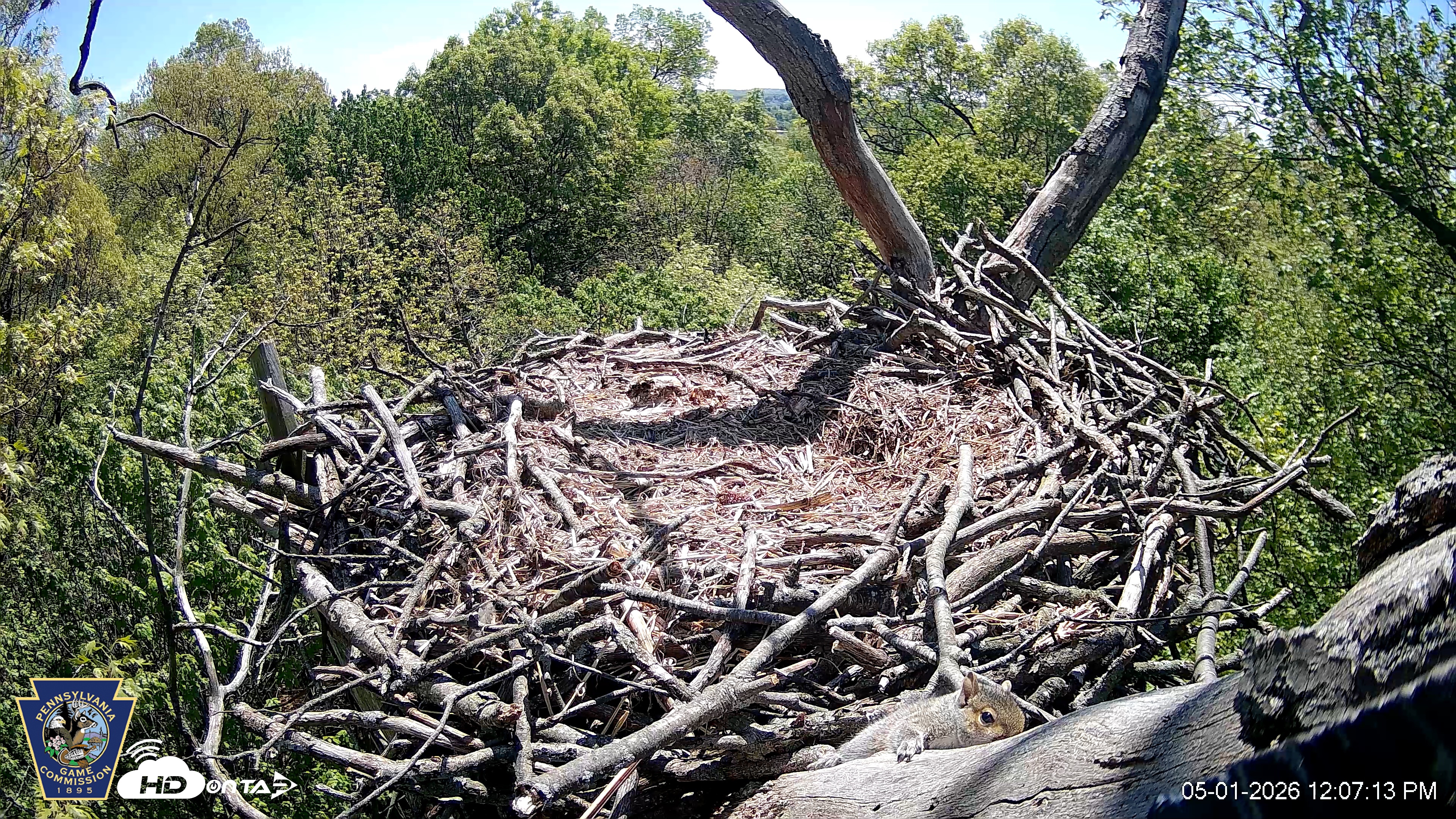 Snapshot of Hanover Eagles Live Cam taken May 1, 2026, 12:06pm EDT