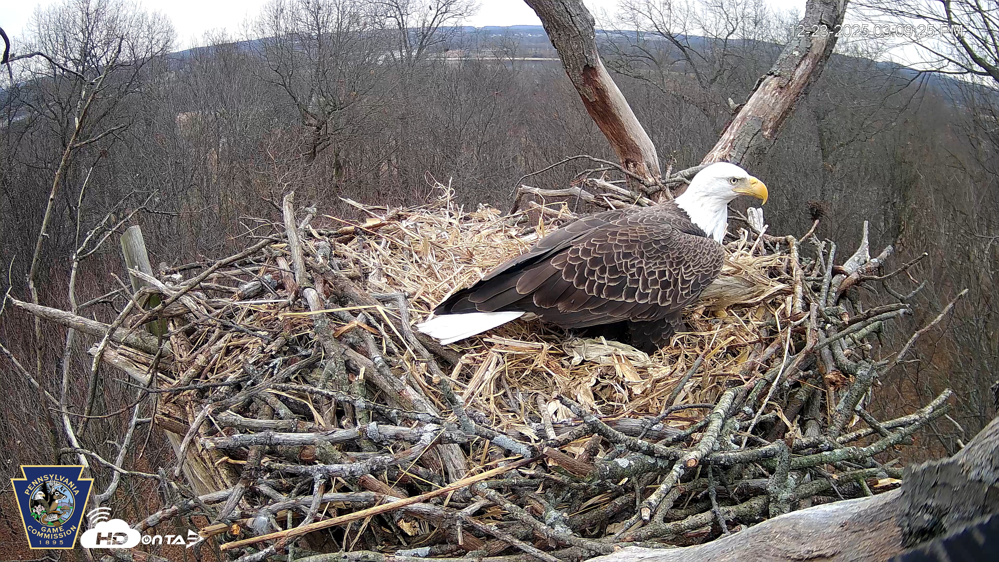 Snapshot of Hanover Eagles Live Cam taken Dec 23, 2025, 3:09pm EST