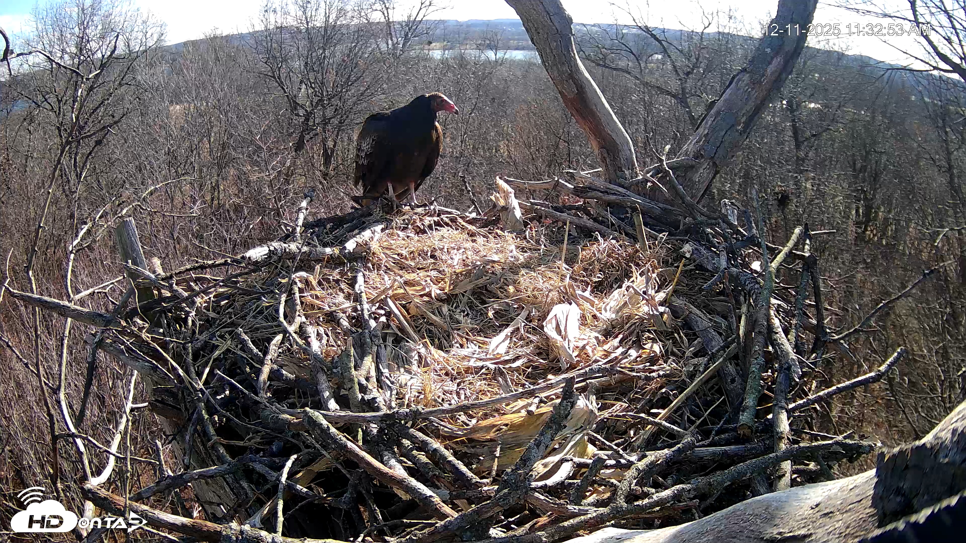 Snapshot of Hanover Eagles Live Cam taken Dec 11, 2025, 11:33am EST
