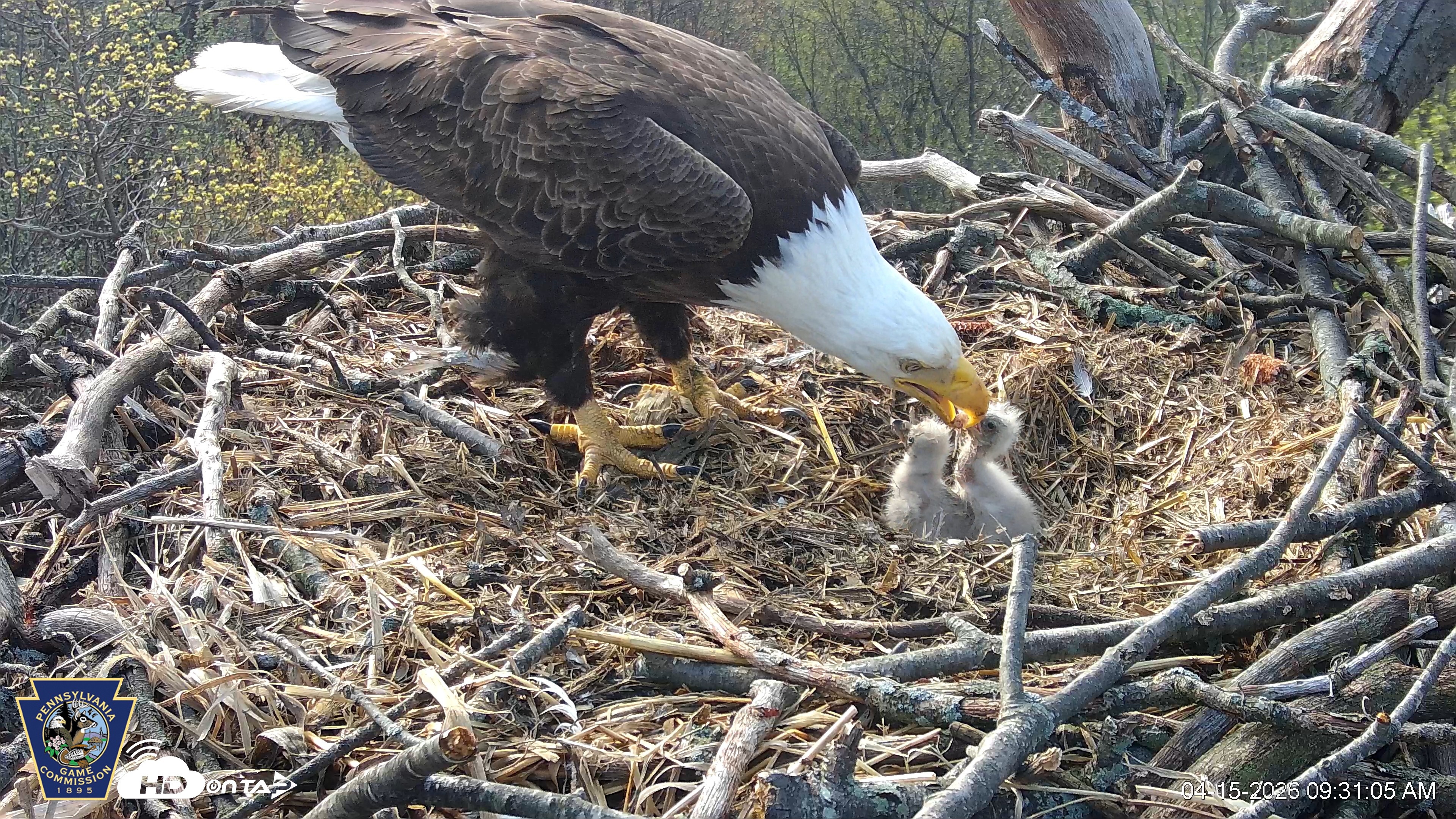 Snapshot of Hanover Eagles Live Cam taken Apr 15, 2026, 9:31am EDT