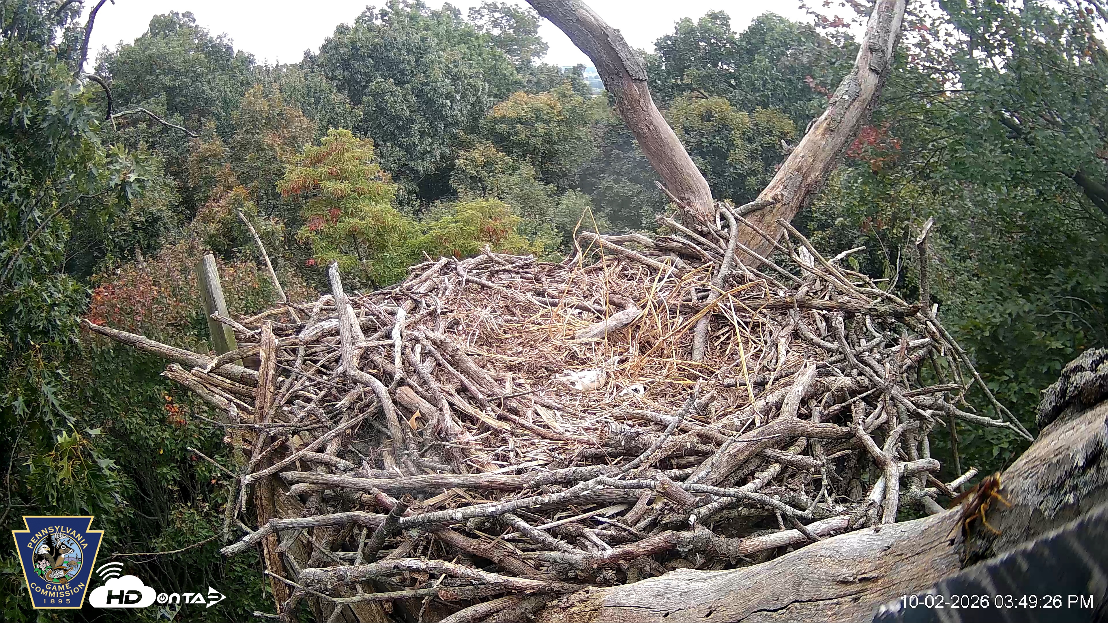 Snapshot of Hanover Eagles Live Cam taken Oct 2, 2026, 3:49pm EDT