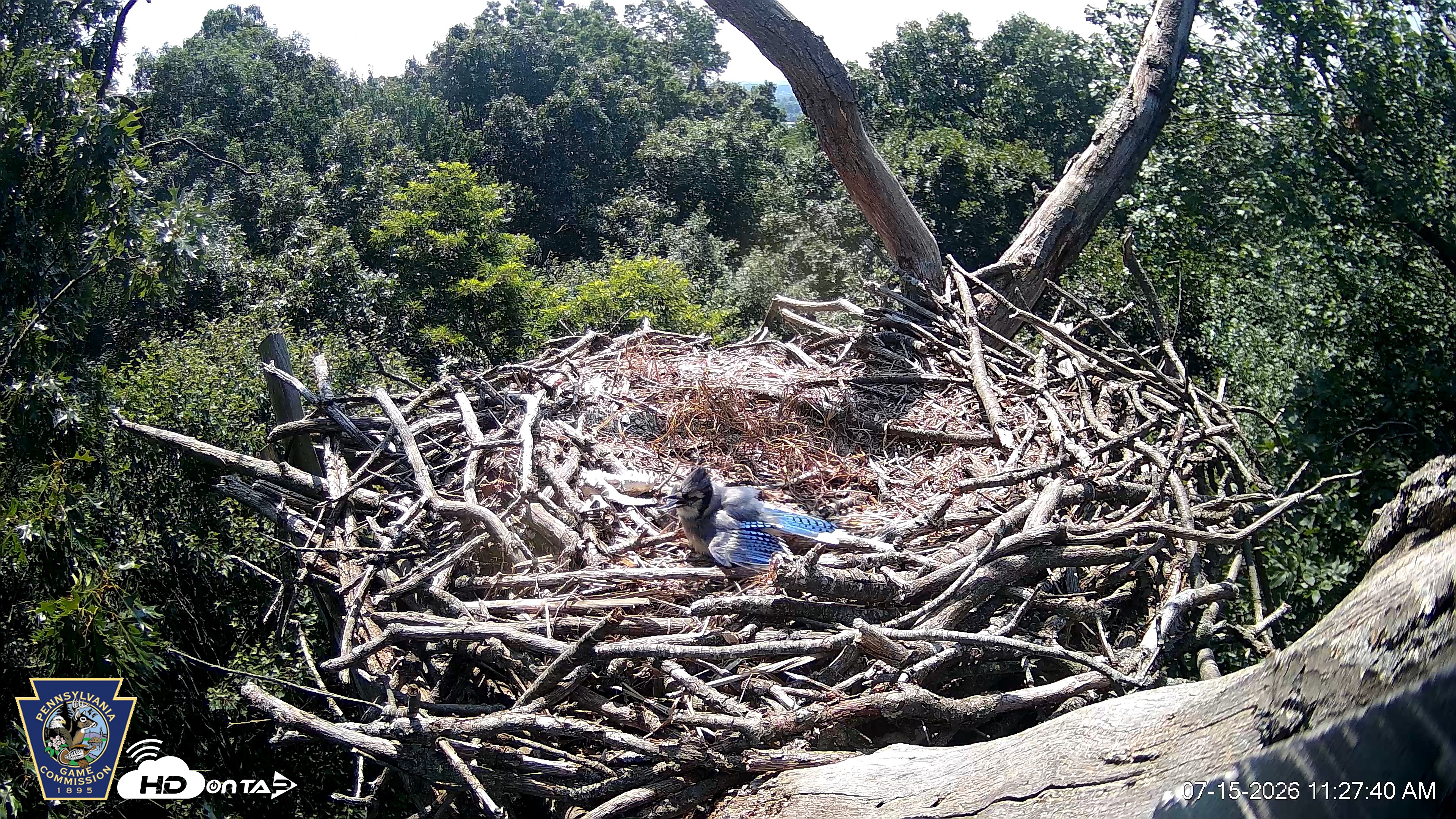 Snapshot of Hanover Eagles Live Cam taken Jul 15, 2026, 11:28am EDT