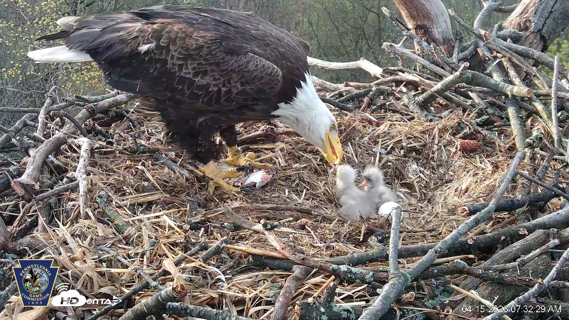Snapshot of Hanover Eagles Live Cam taken Apr 15, 2026, 7:32am EDT