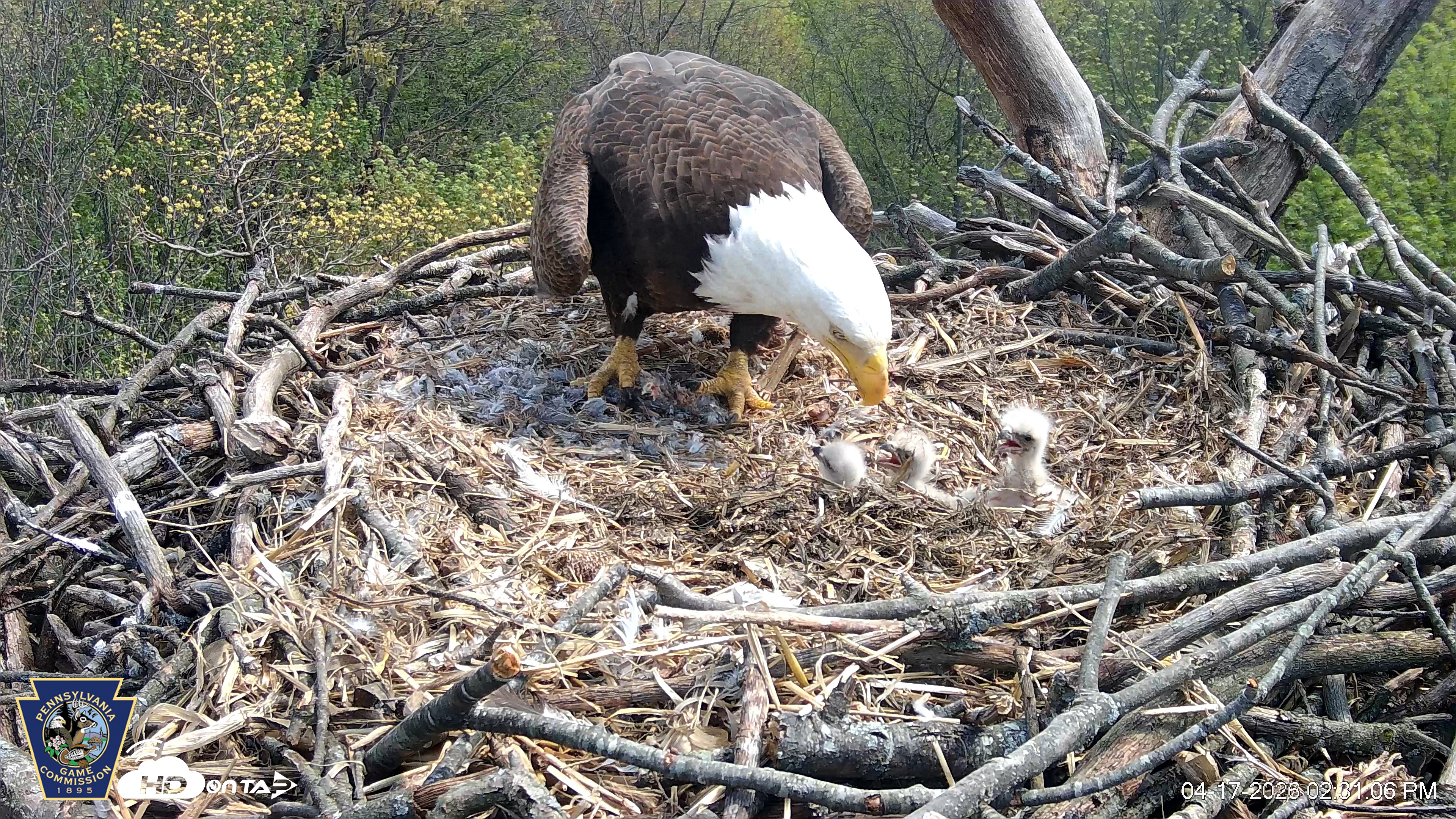 Snapshot of Hanover Eagles Live Cam taken Apr 17, 2026, 2:31pm EDT