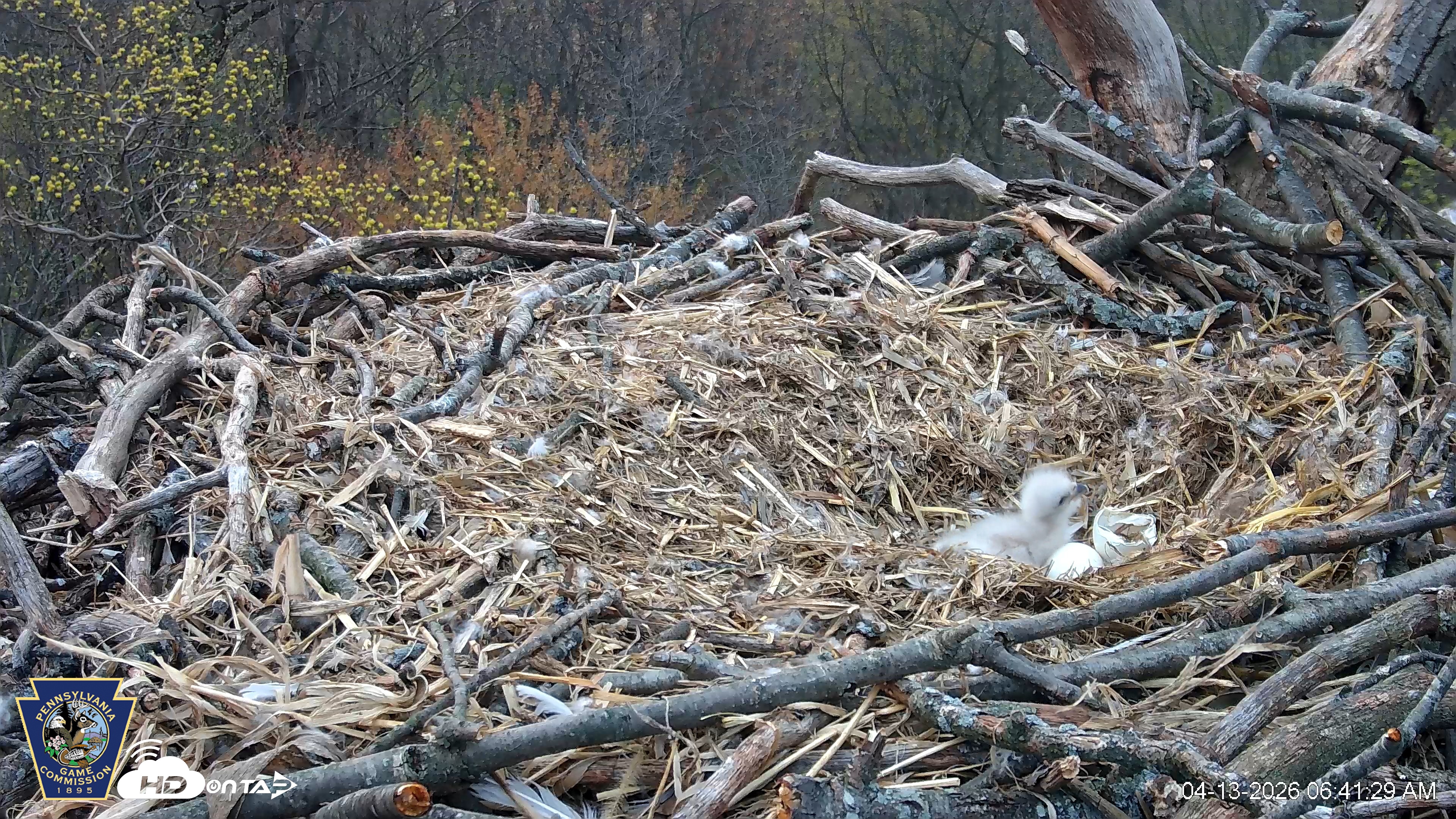 Snapshot of Hanover Eagles Live Cam taken Apr 13, 2026, 6:42am EDT