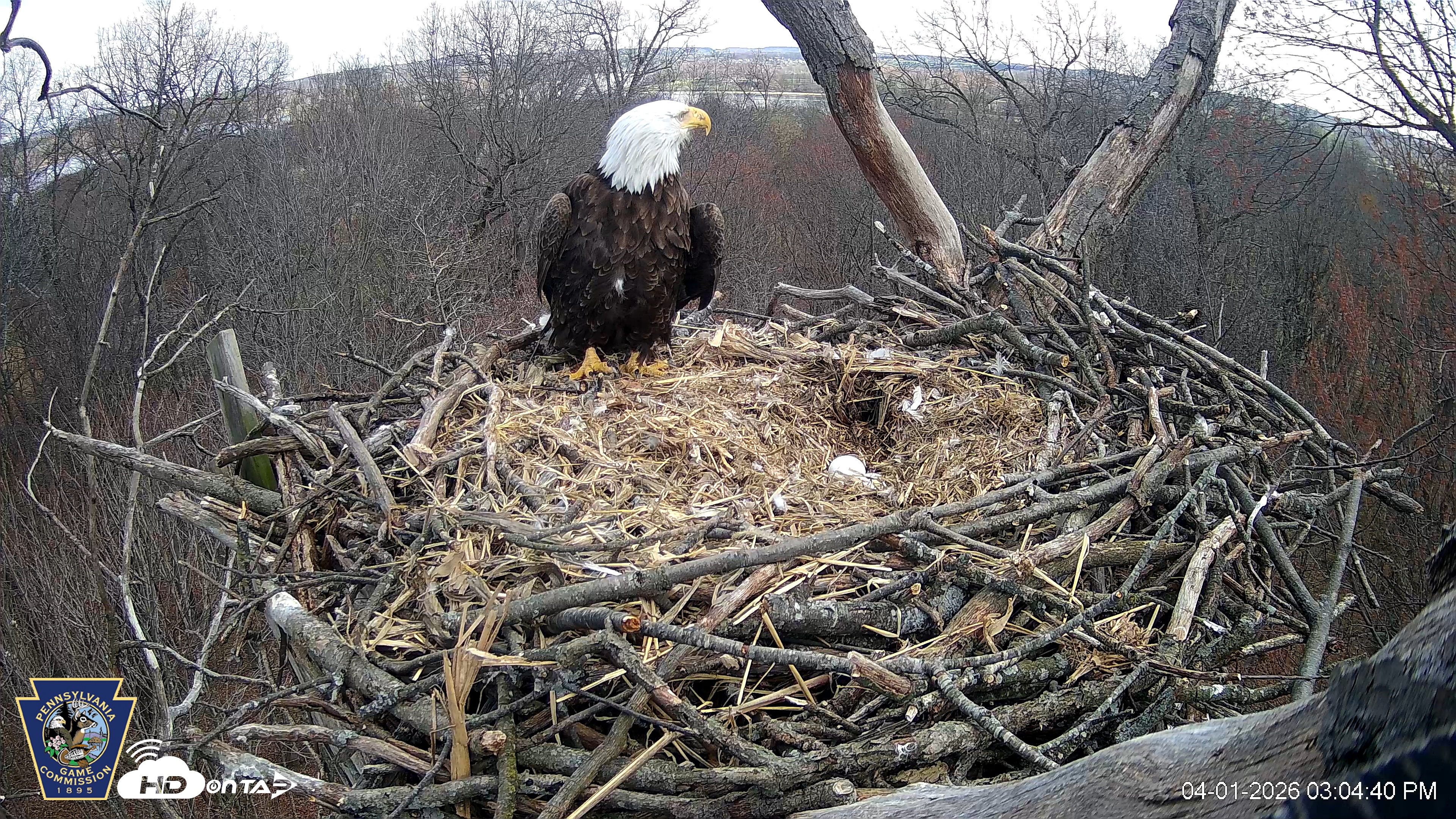 Snapshot of Hanover Eagles Live Cam taken Apr 1, 2026, 3:05pm EDT