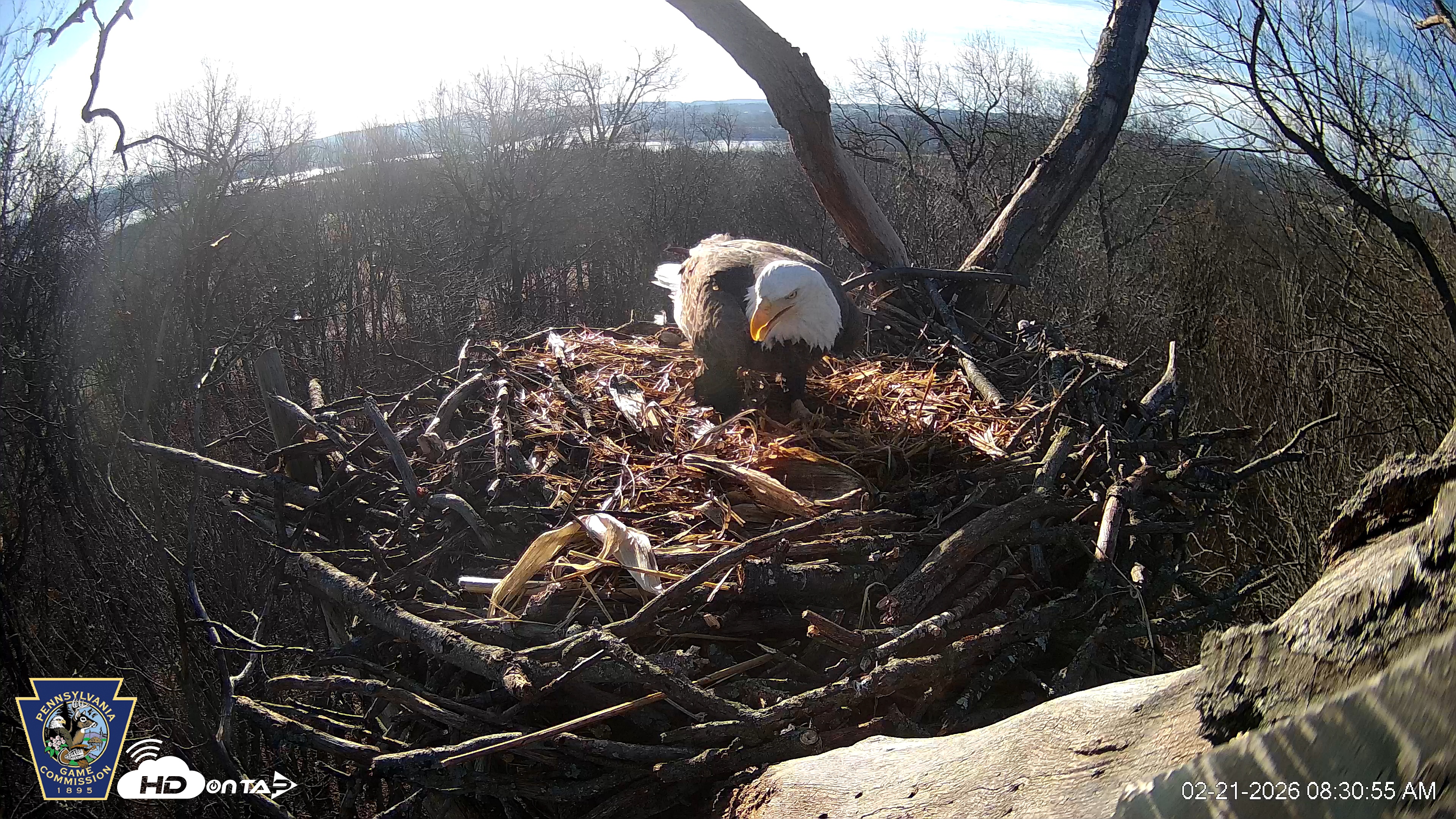 Snapshot of Hanover Eagles Live Cam taken Feb 21, 2026, 8:30am EST